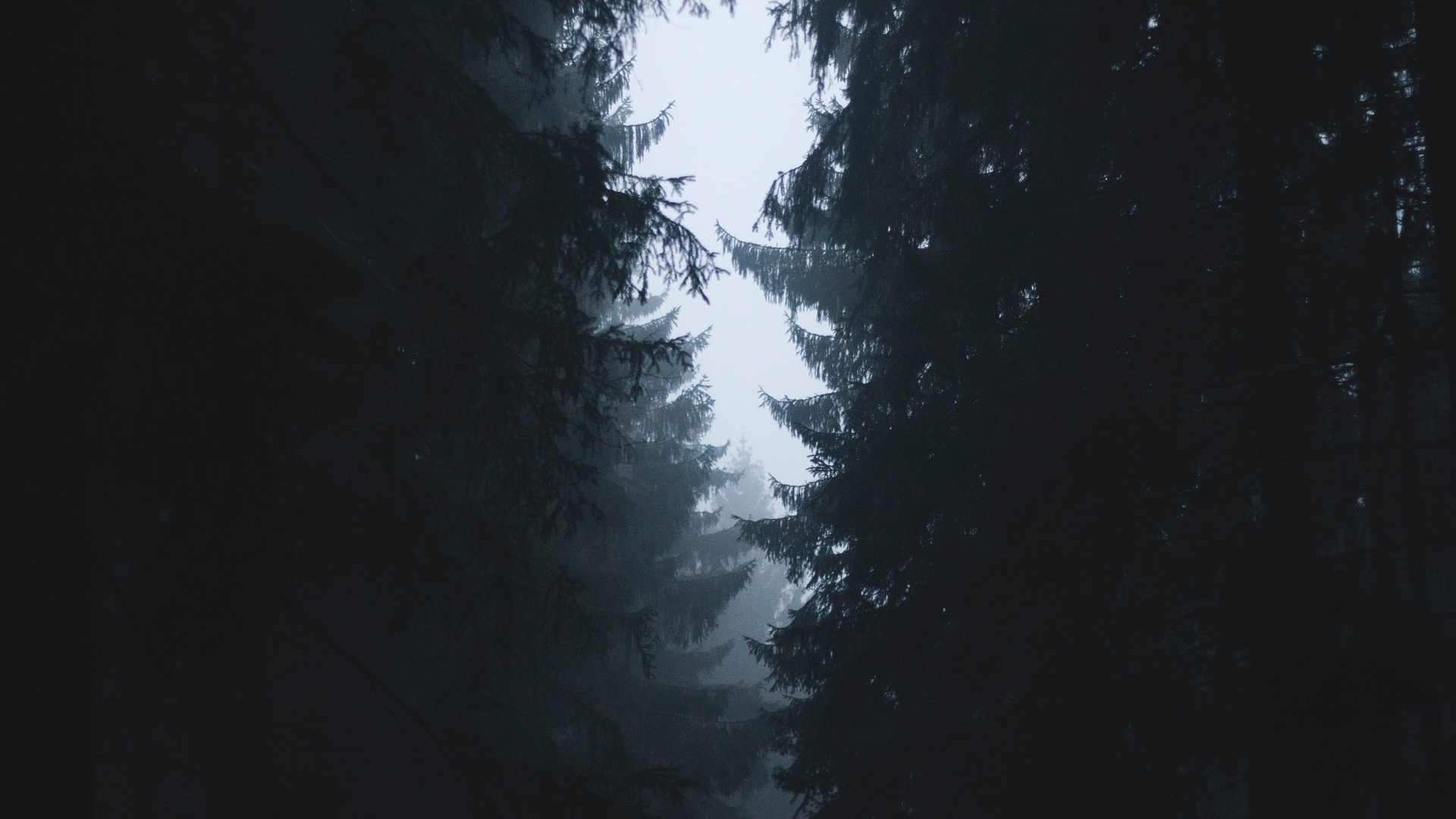 Dark Forest with Tall Trees in Fog HD Wallpaper
