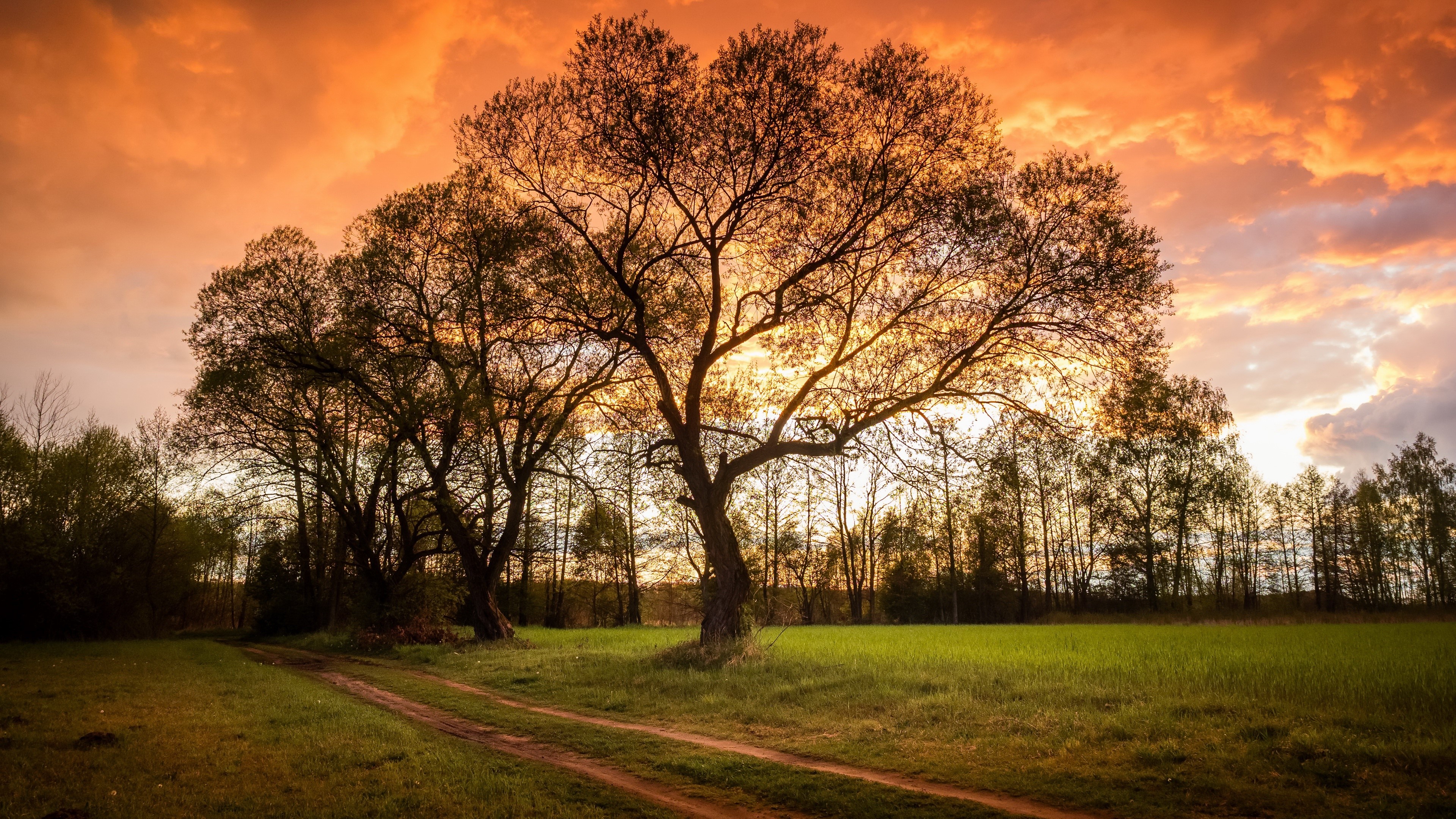 4K sunset over a field with trees HD Wallpaper