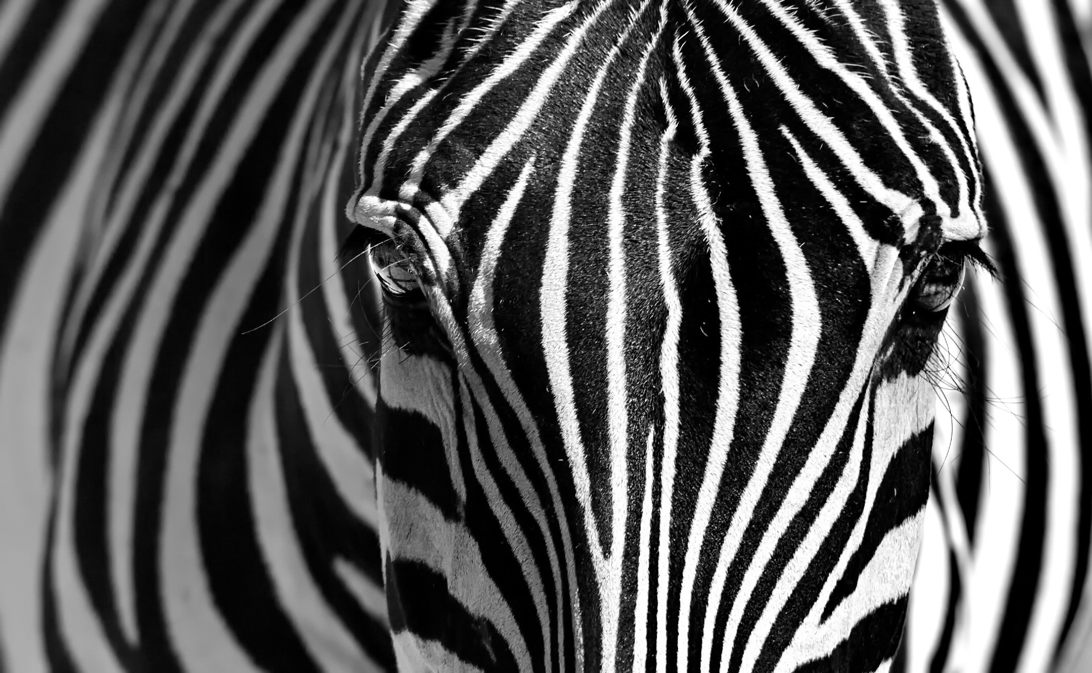 Close-up of a zebra's face with black and white stripes HD Wallpaper