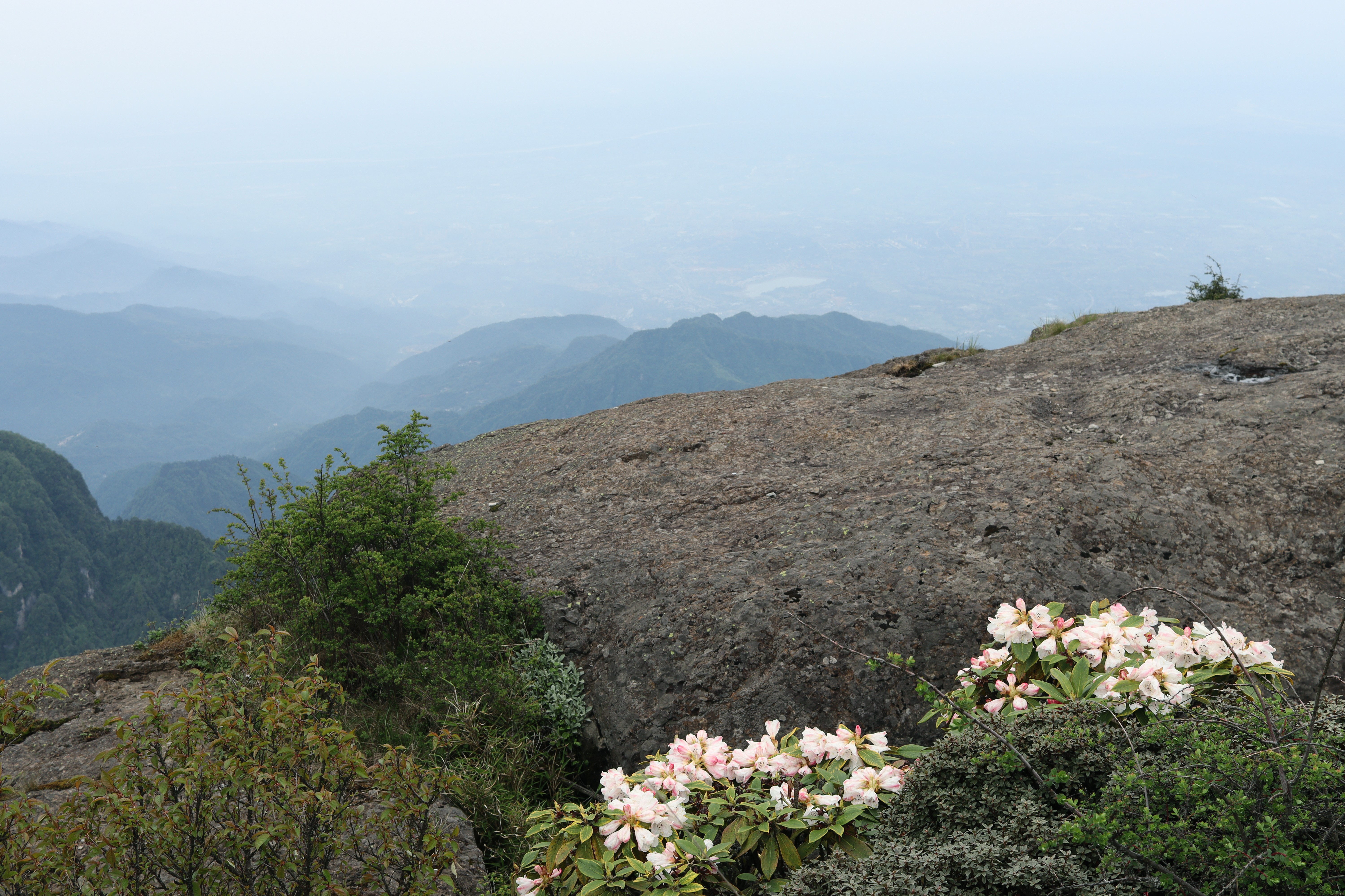 Mountain landscape with flowers and mist HD Wallpaper