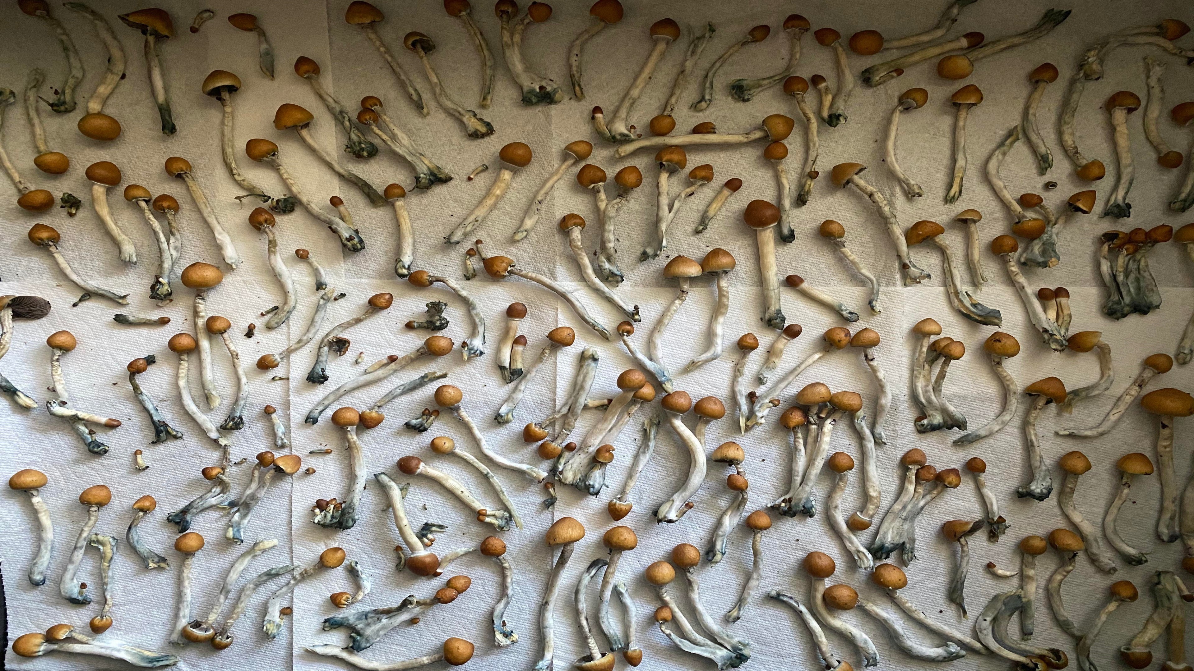 Psychedelic mushrooms on a beige background HD Wallpaper
