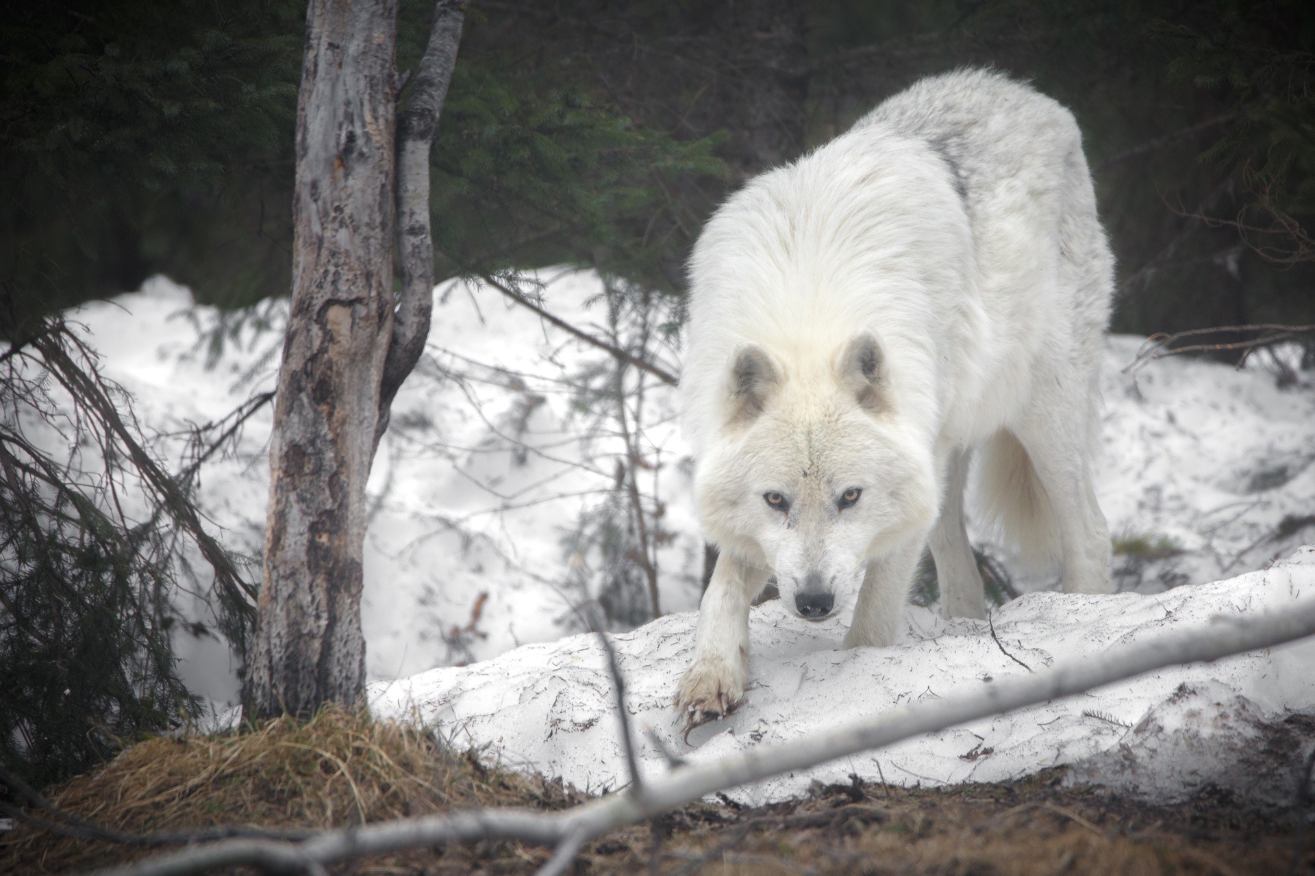 White wolf in a snowy forest HD Wallpaper