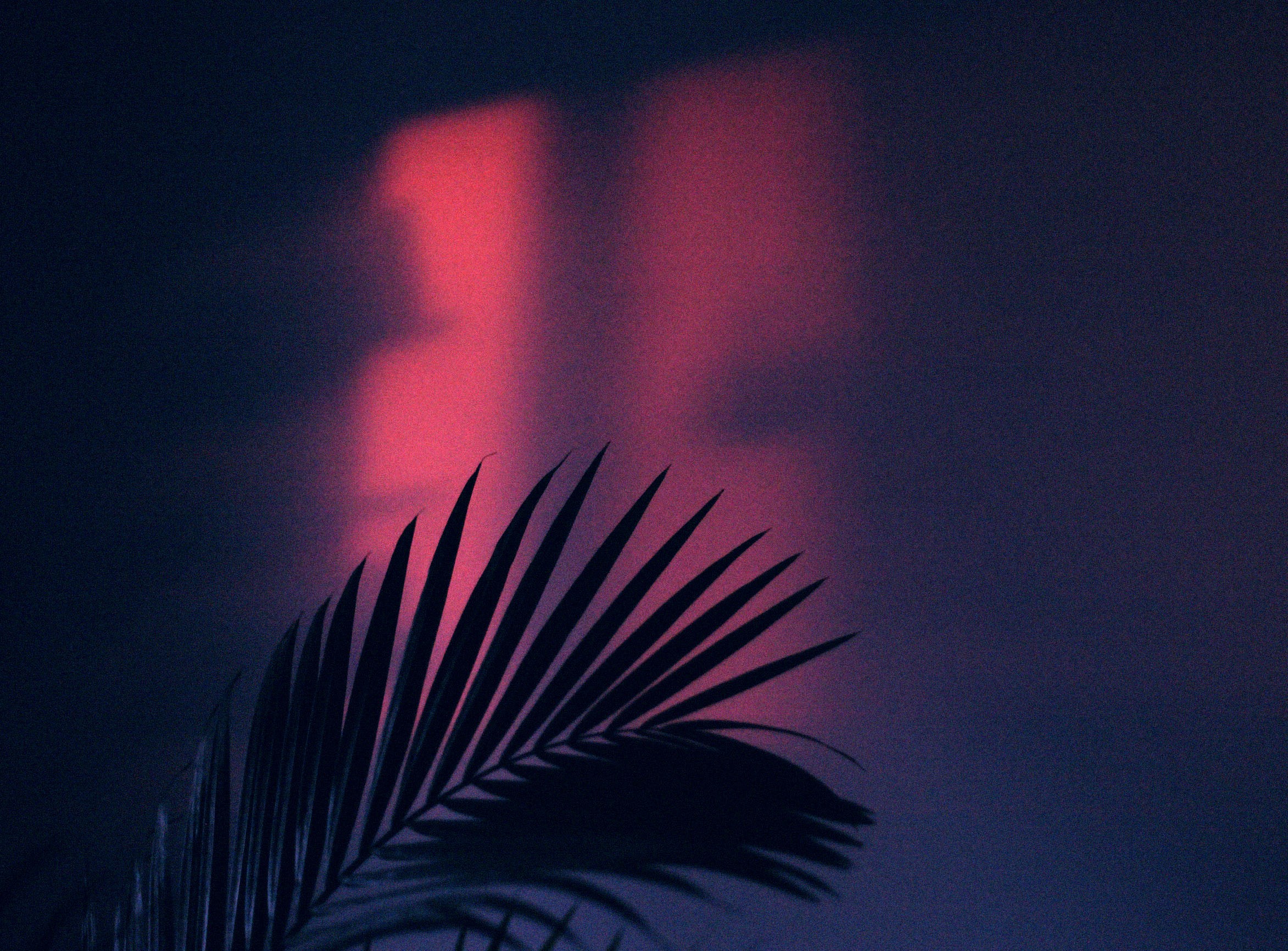 Palm leaf silhouette against pink and blue wall HD Wallpaper