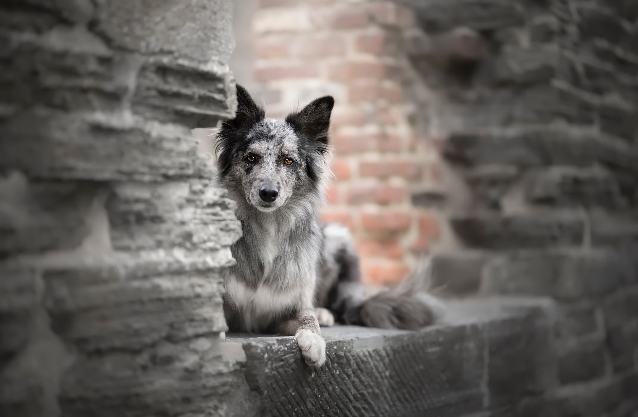Merle Border Collie dog peeking from behind stone wall HD Wallpaper