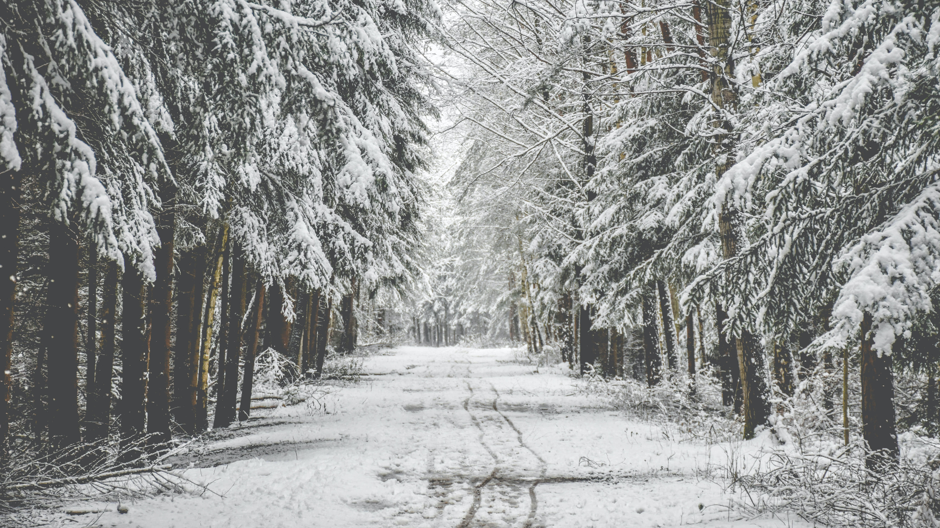 Snowy forest road in the Czech Republic HD Wallpaper