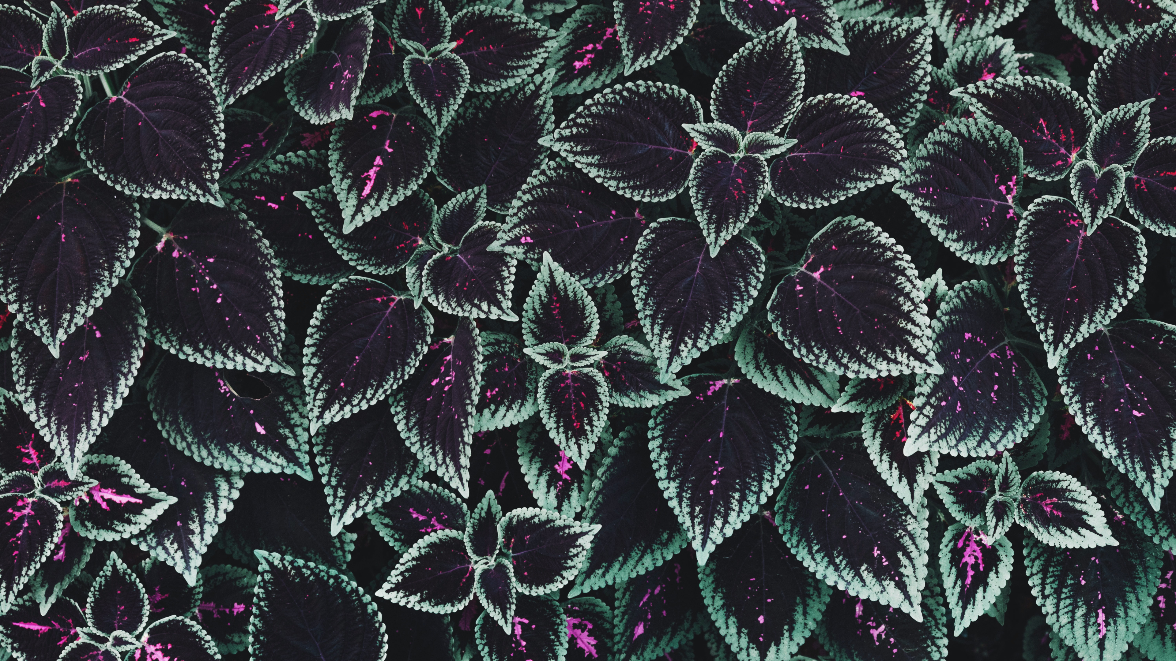 Macro shot of purple and cyan coleus foliage HD Wallpaper