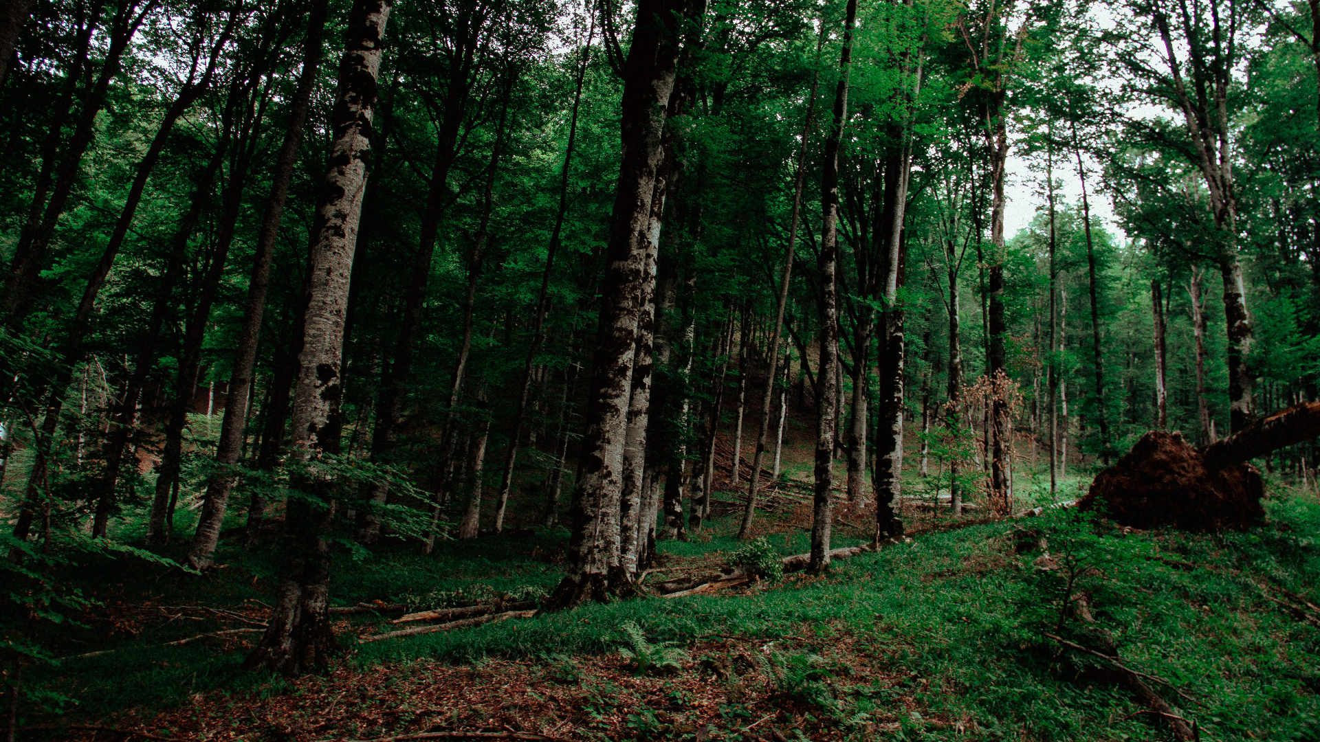Dense forest with tall trees and green grass HD Wallpaper