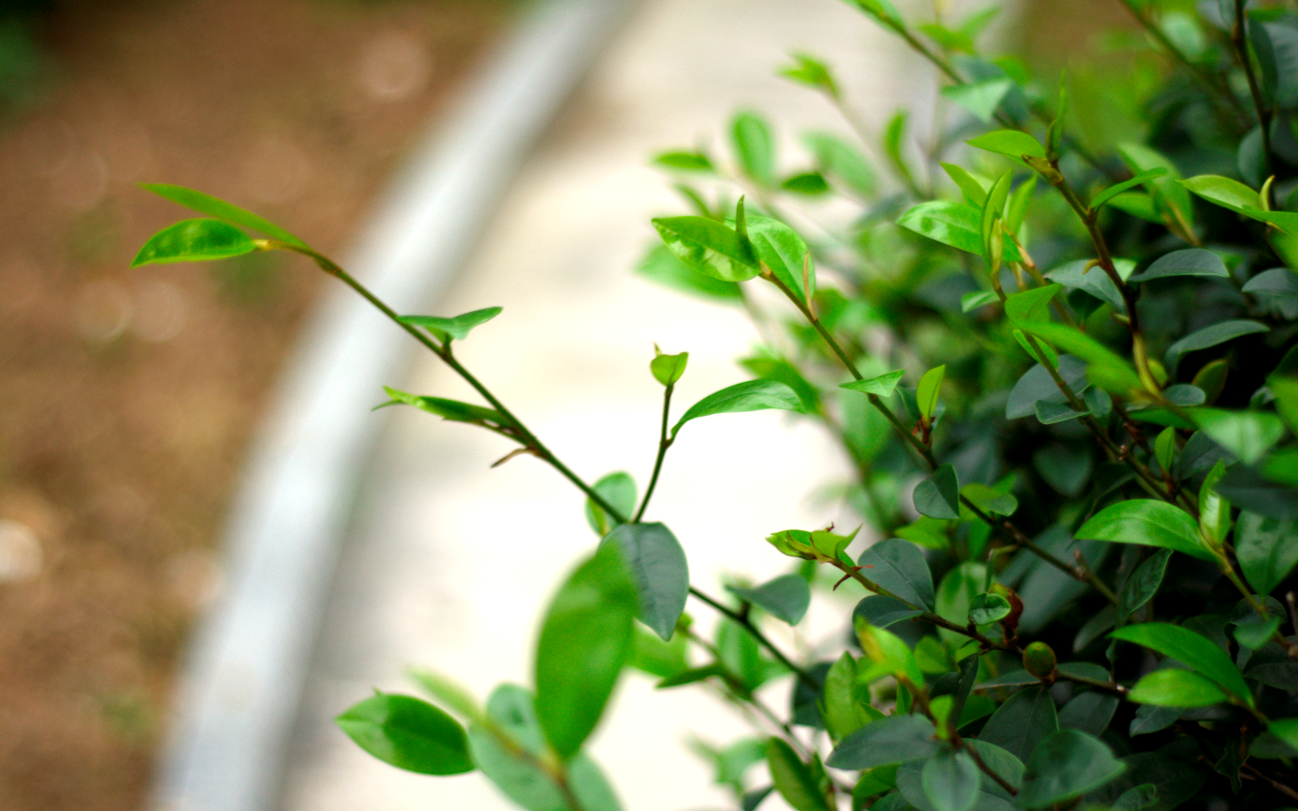 Green leaves and branches with shallow depth of field HD Wallpaper