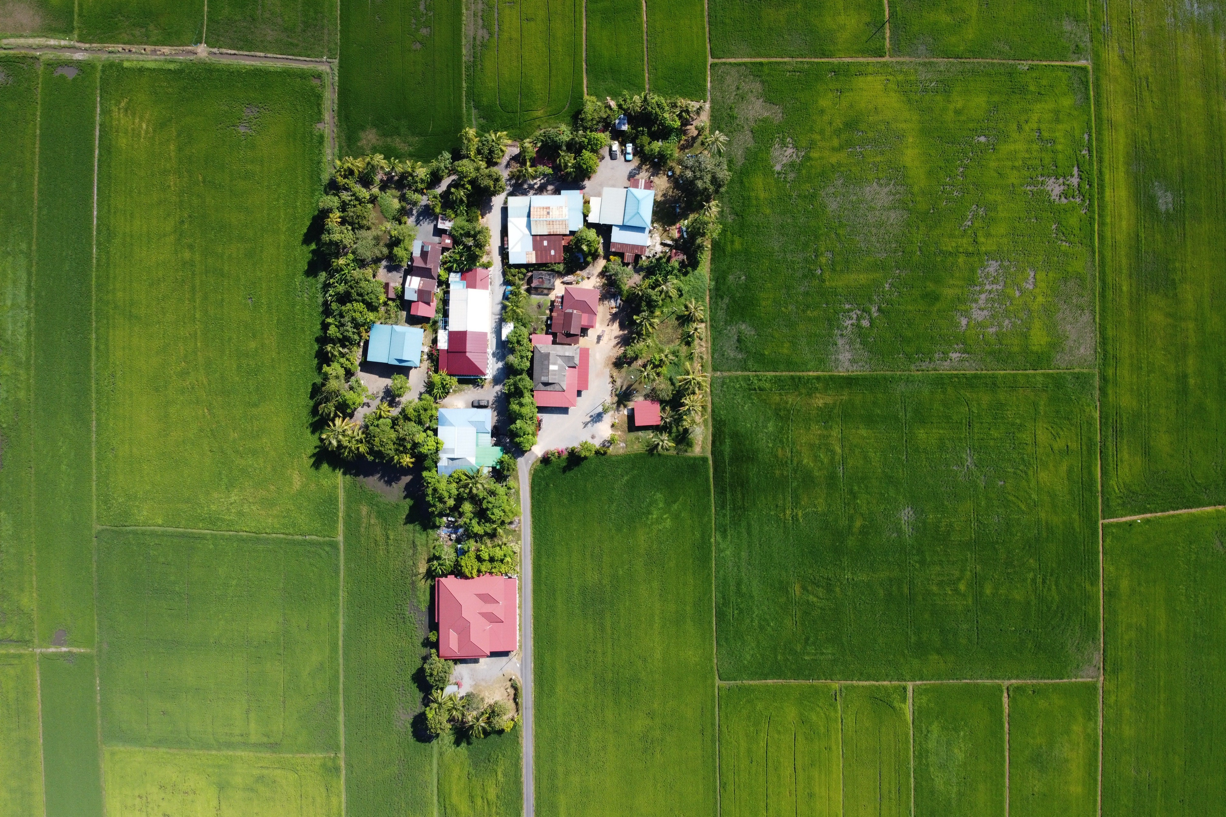Aerial view of houses surrounded by rice paddy fields HD Wallpaper