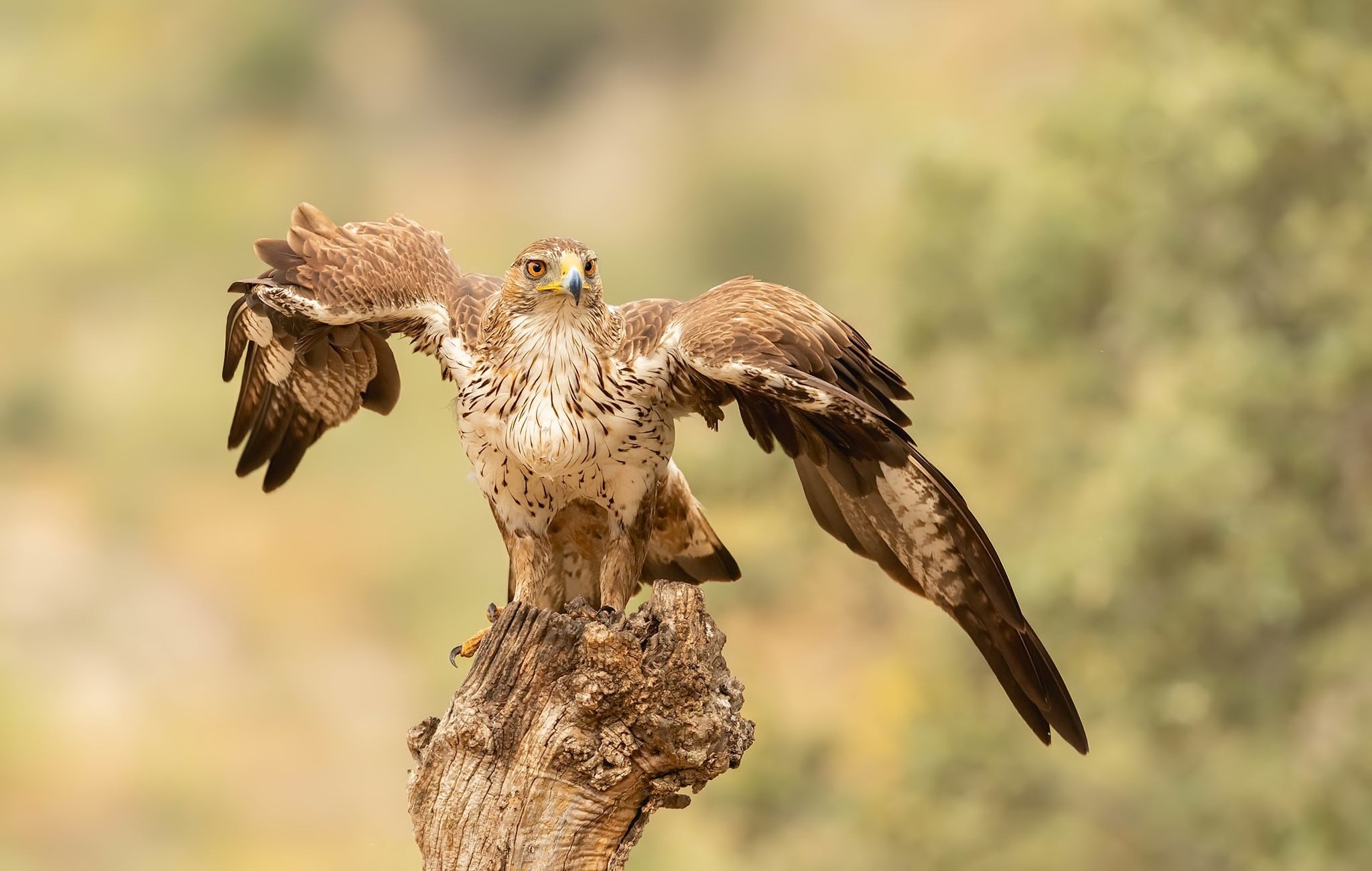 Eagle perched on a tree stump with wings spread HD Wallpaper