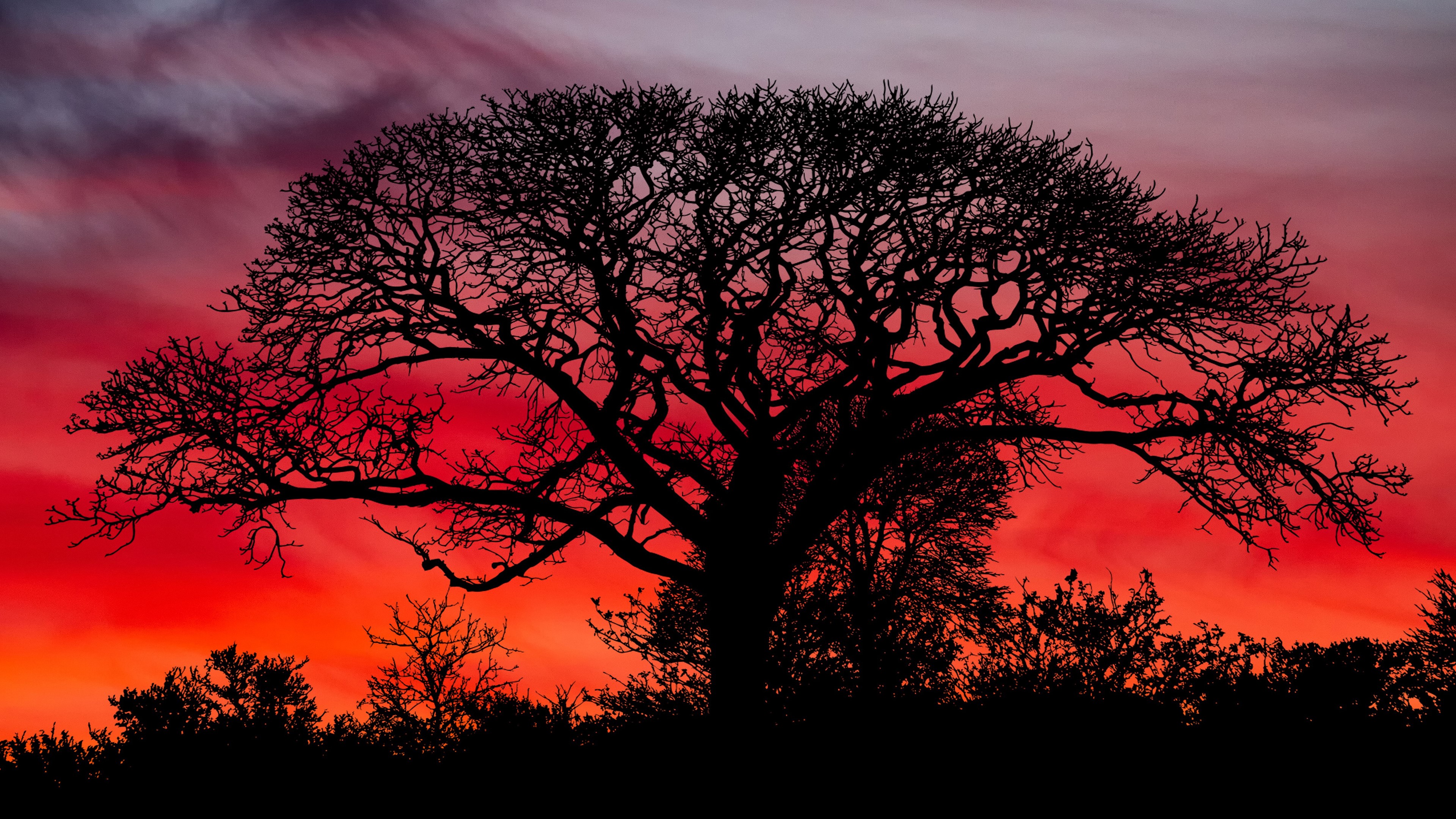 Silhouette of a tree against a vibrant sunset HD Wallpaper