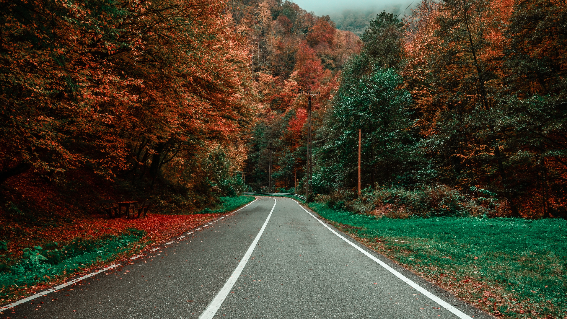 Road through a forest in autumn with mist HD Wallpaper