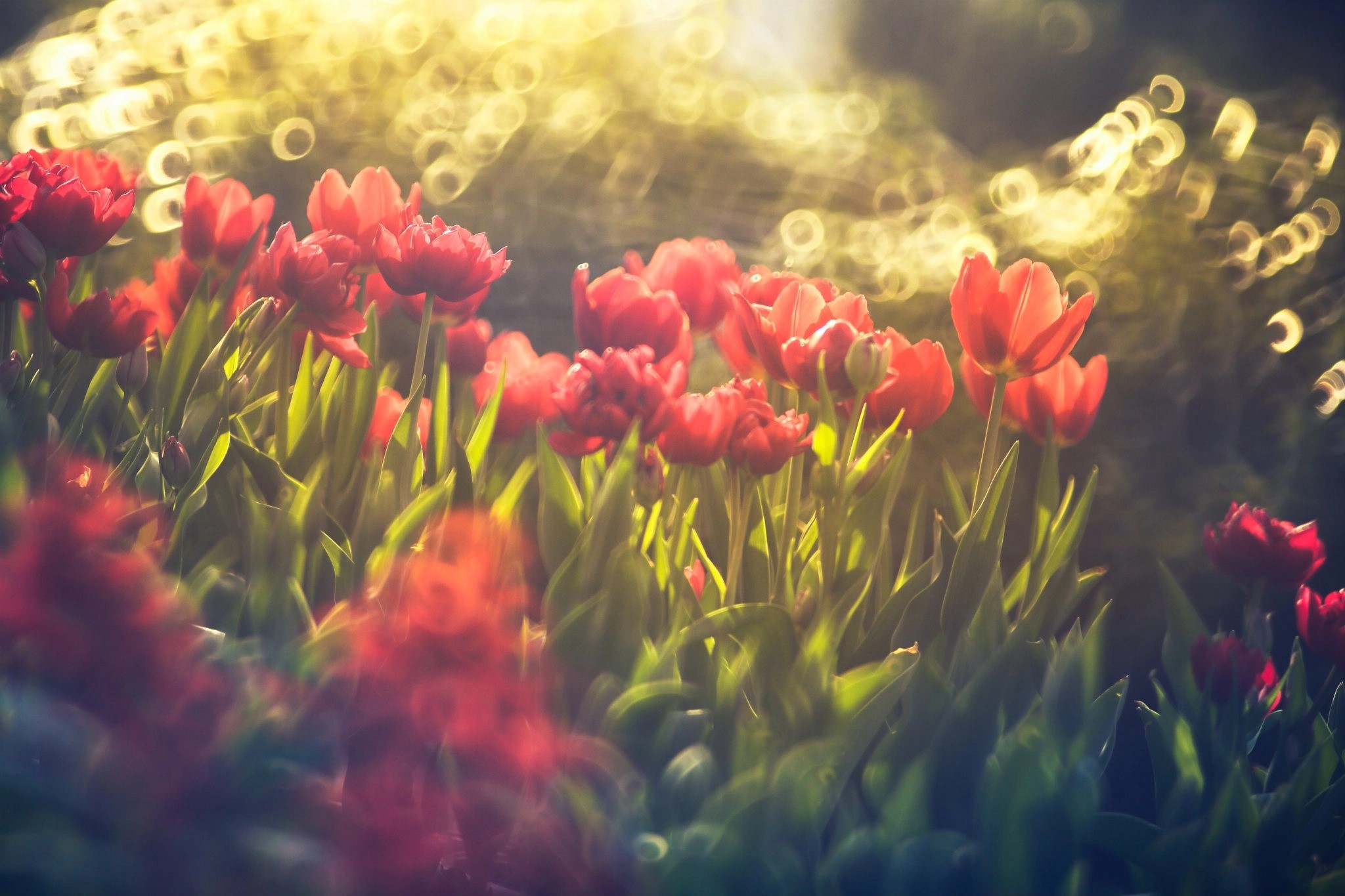 Red tulips in sunlight with bokeh HD Wallpaper