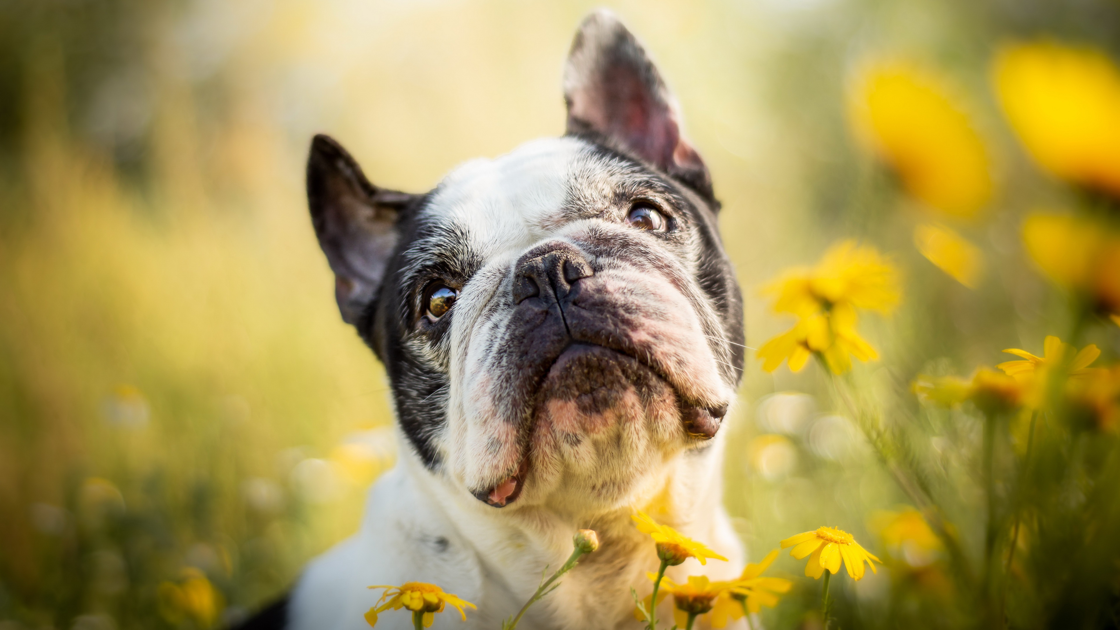 French Bulldog in a field of yellow flowers HD Wallpaper