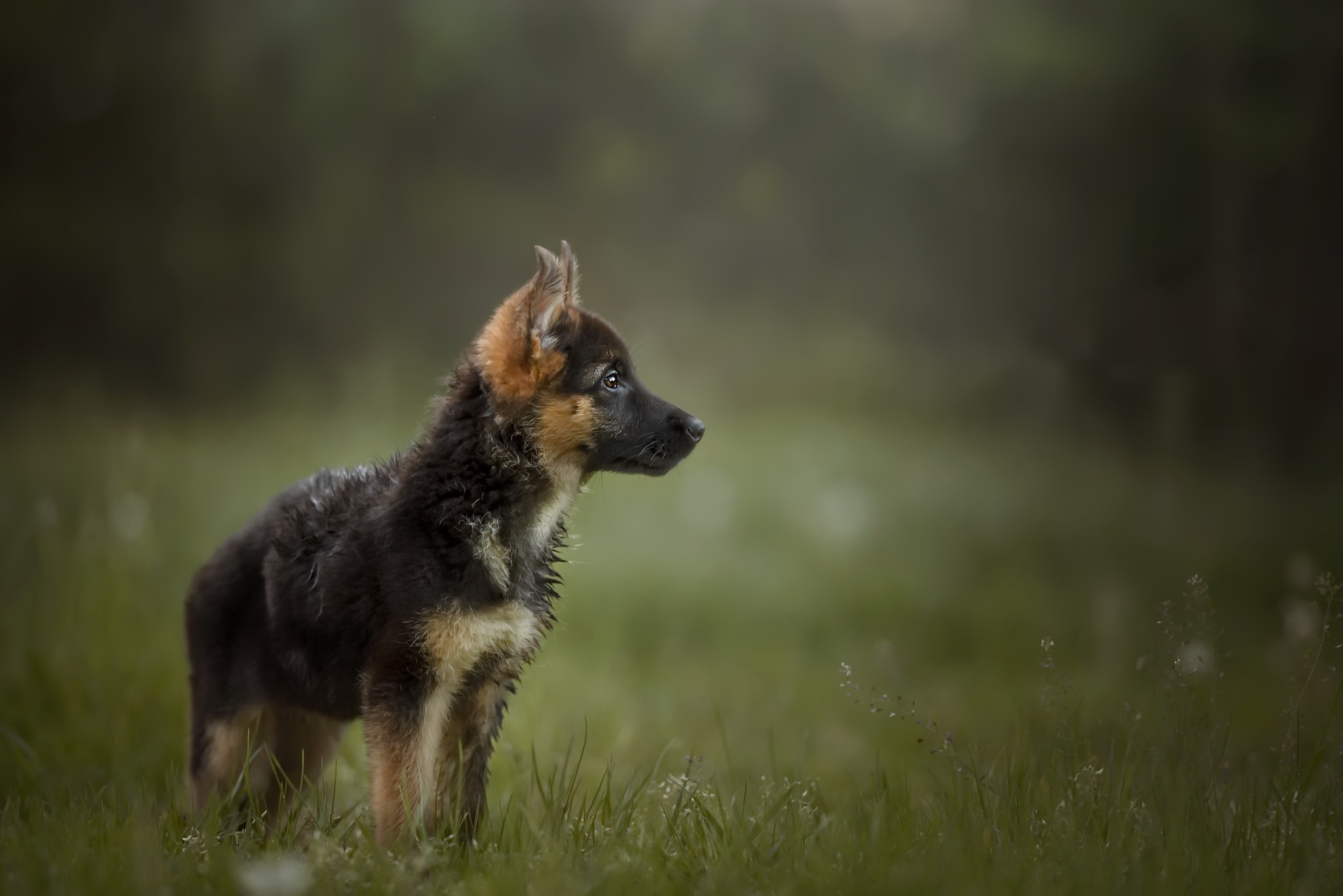German Shepherd Puppy in a Field HD Wallpaper