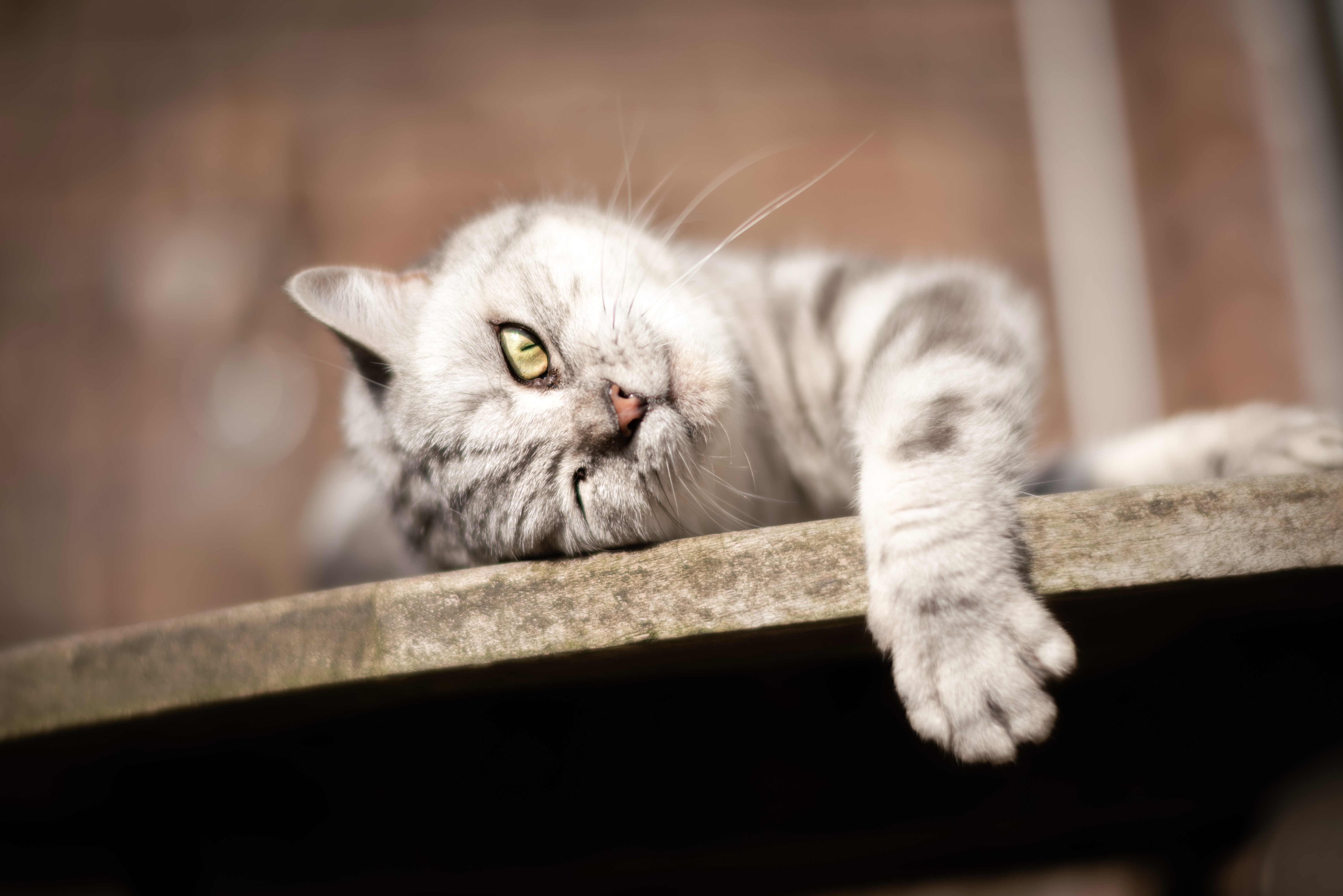 Cat 4K HD Wallpaper
