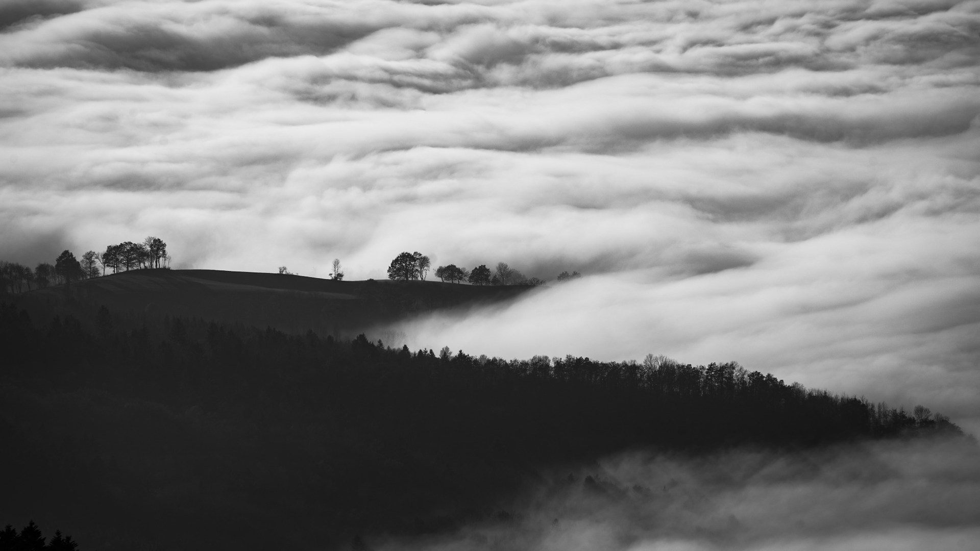 Monochrome landscape of trees above clouds in France HD Wallpaper