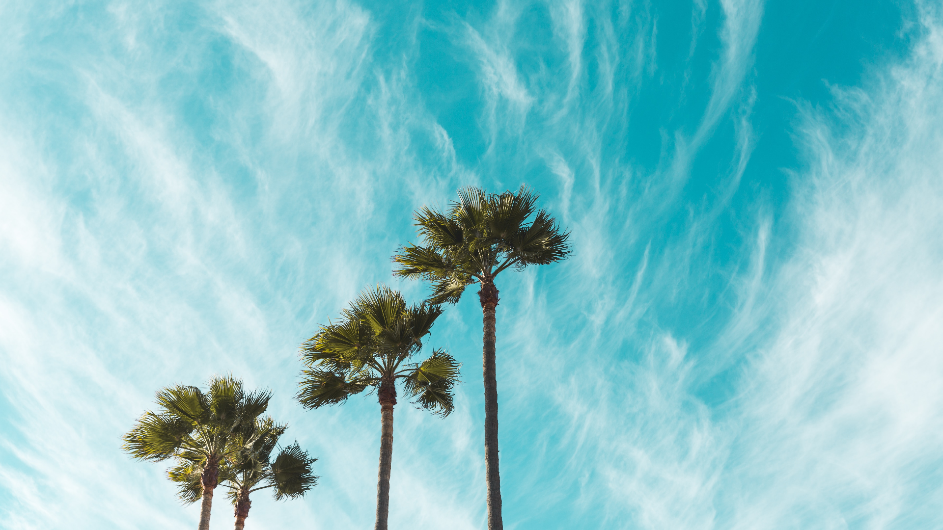Palm trees against a bright blue sky with wispy clouds HD Wallpaper