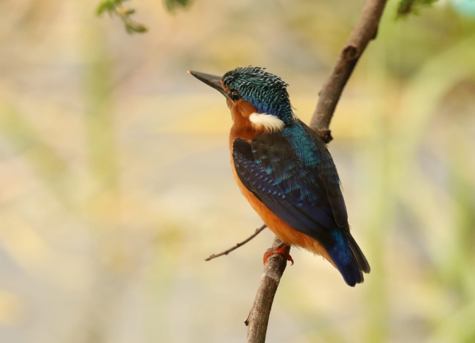 Kingfisher perched on a branch HD Wallpaper