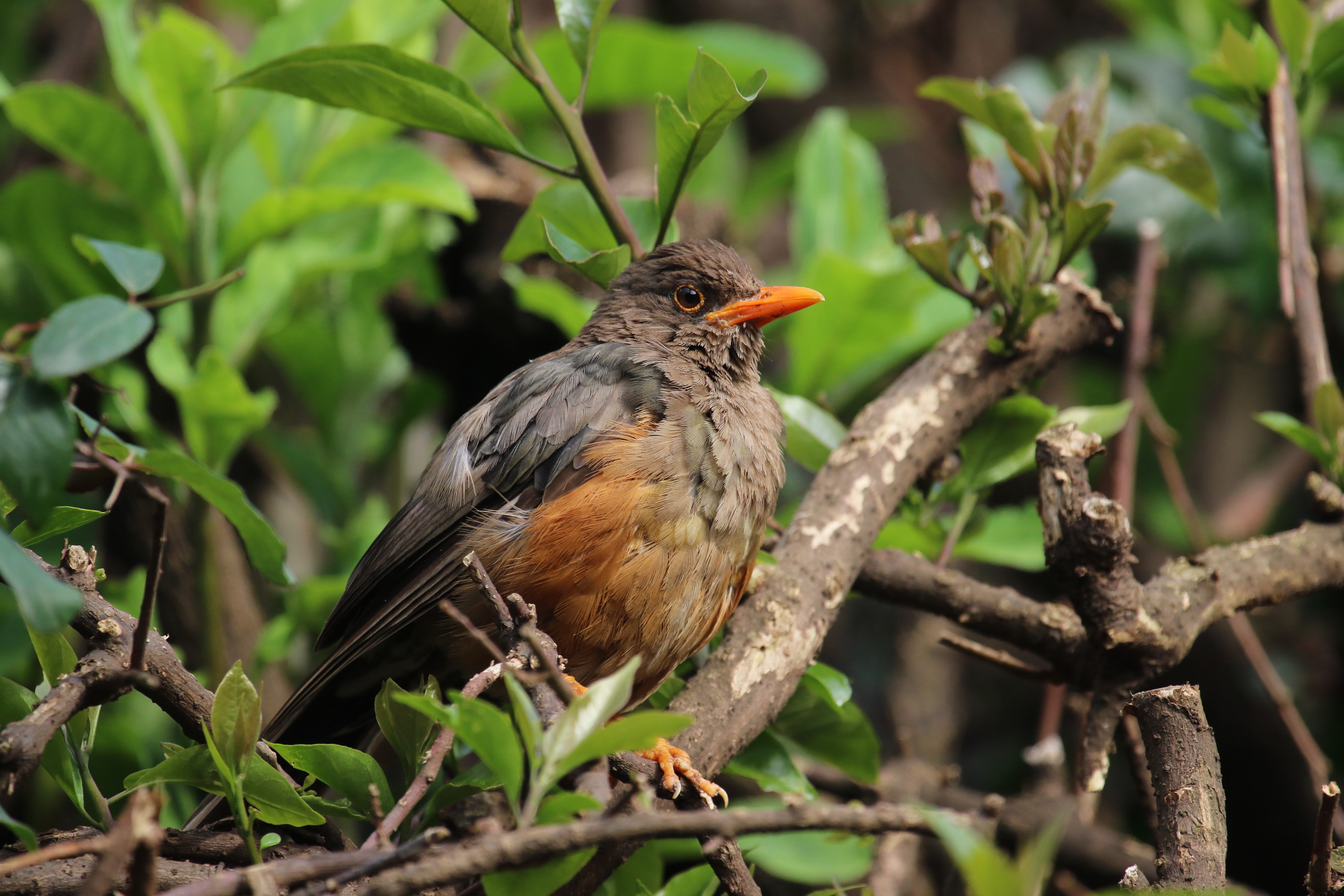 Bird perched on a tree branch HD Wallpaper