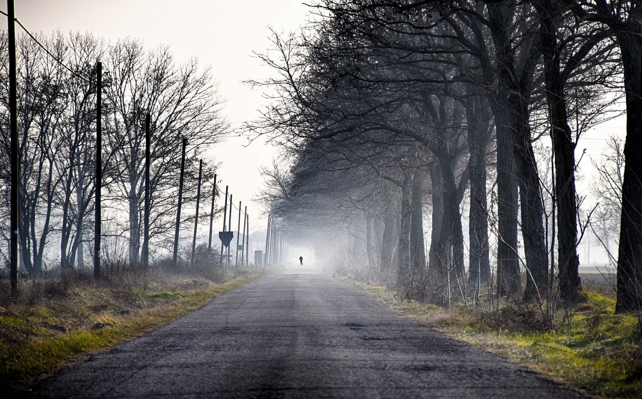 Person walking down a foggy tree-lined road HD Wallpaper