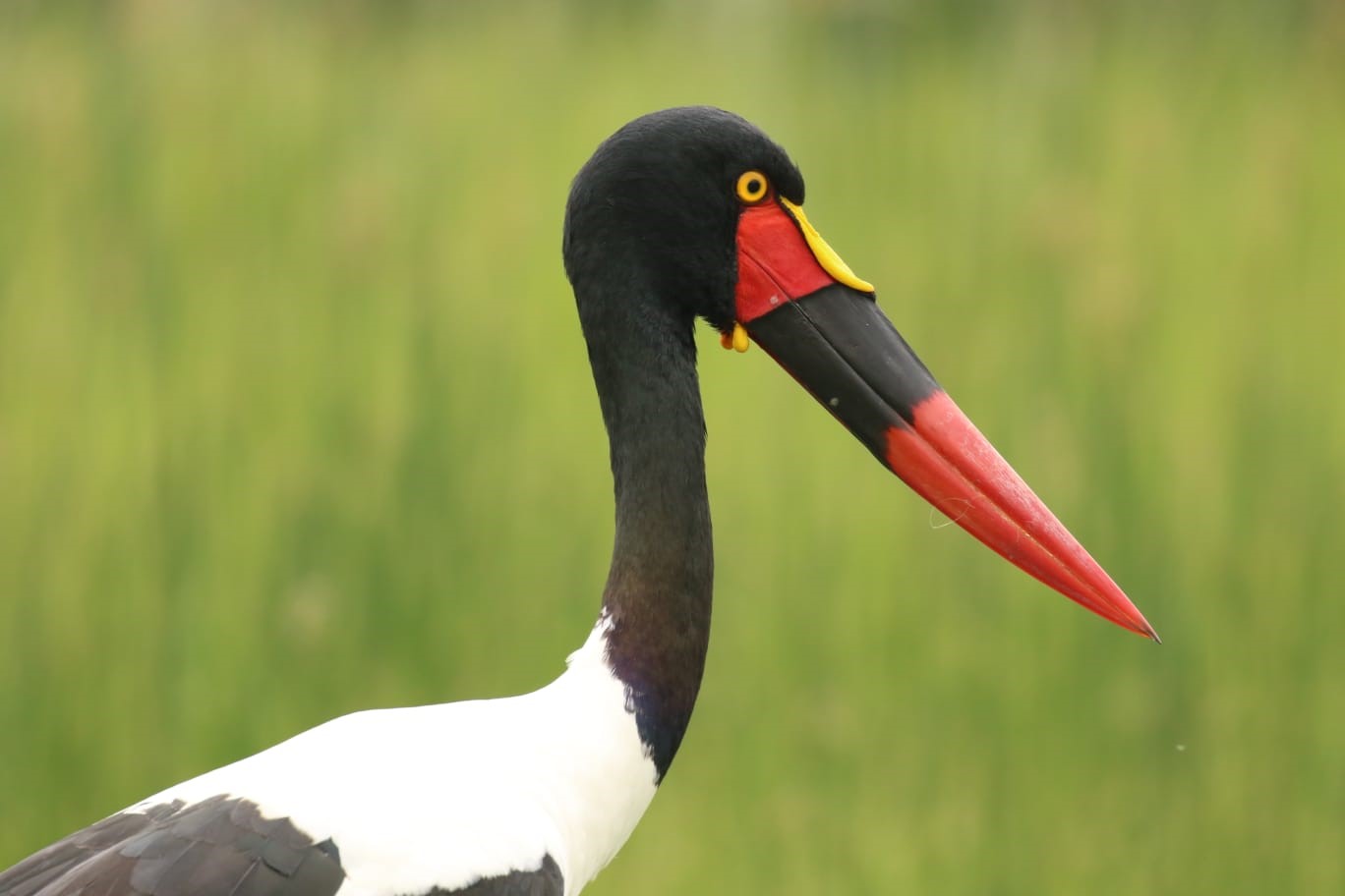 Saddle-billed stork with black and white plumage HD Wallpaper