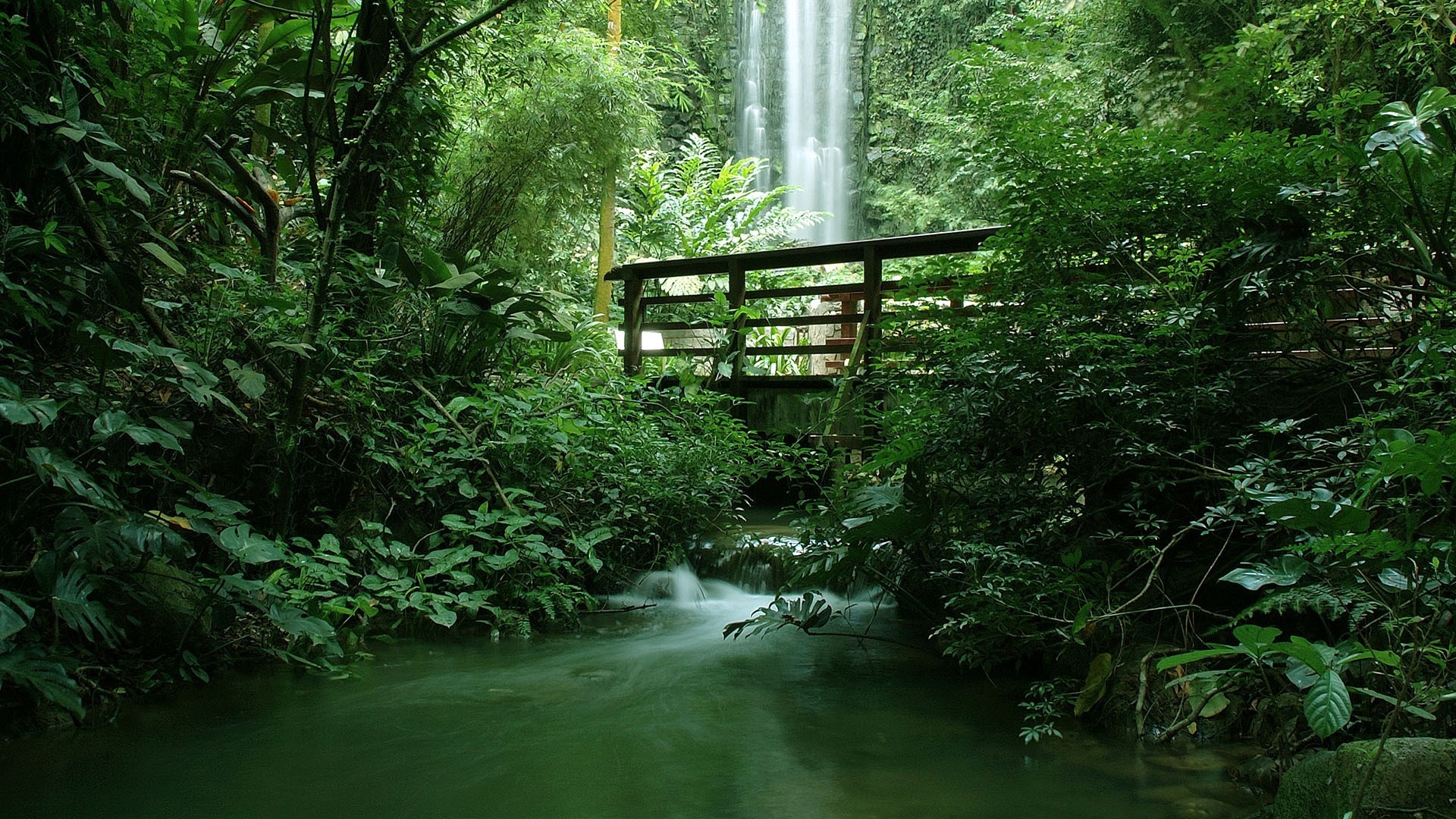 Tropical forest with a waterfall and a wooden bridge HD Wallpaper