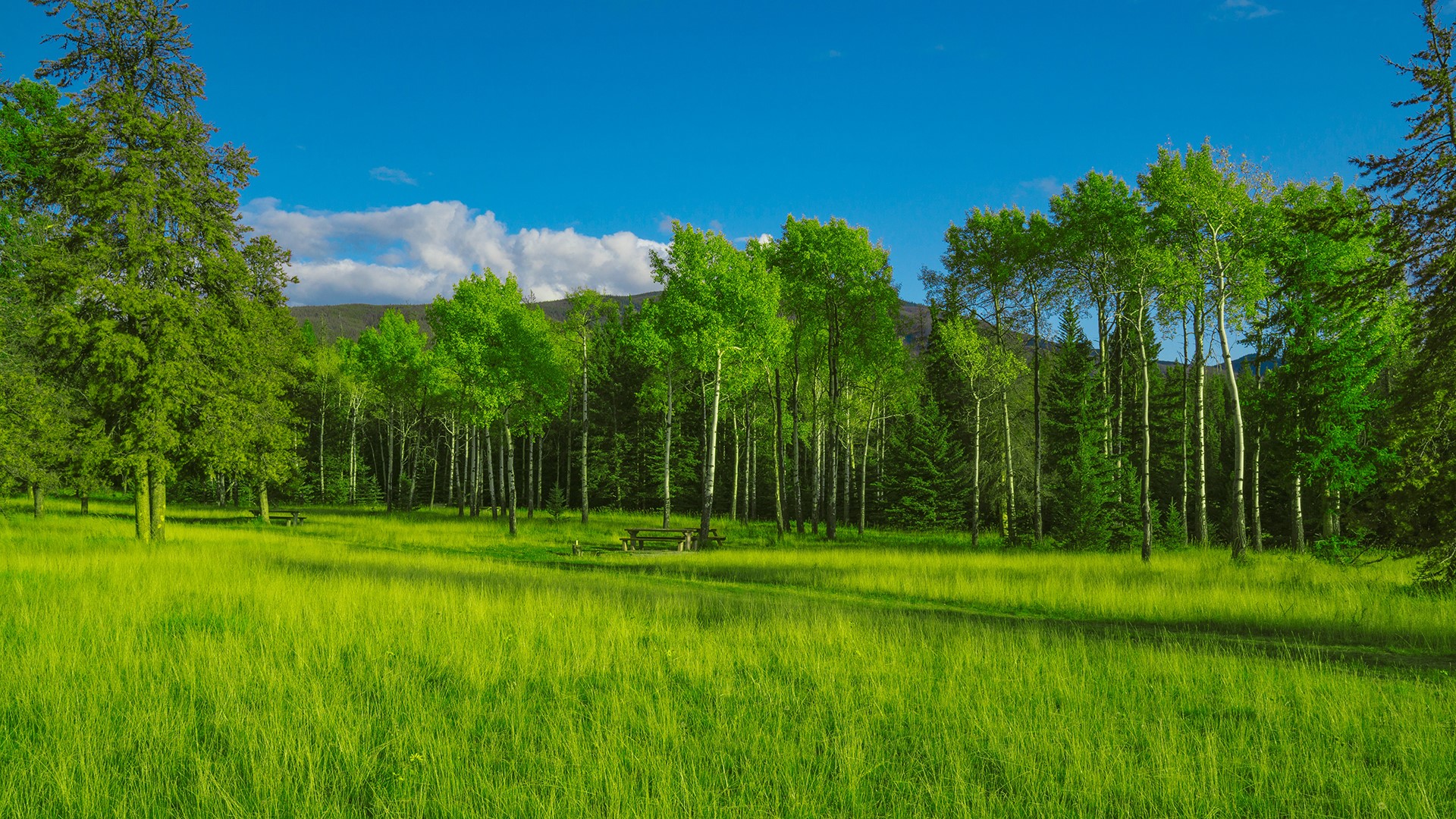 Green meadow with trees and blue sky HD Wallpaper