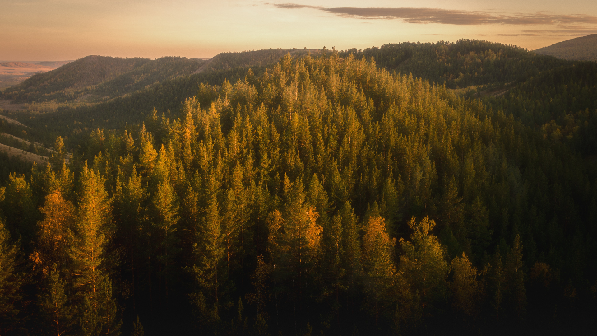 Sunset over a pine forest in Russia HD Wallpaper