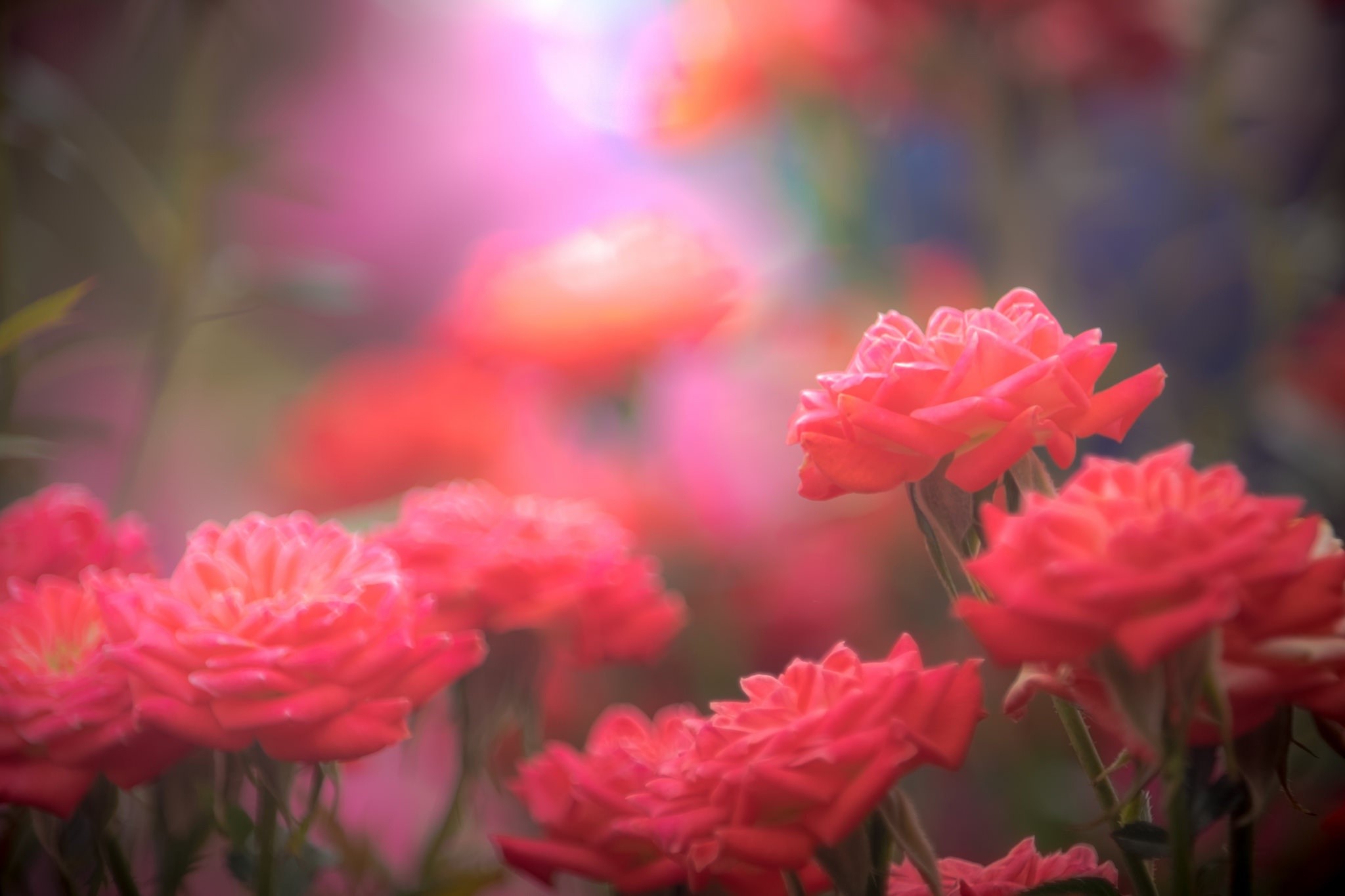 Close-up of red roses with soft focus HD Wallpaper