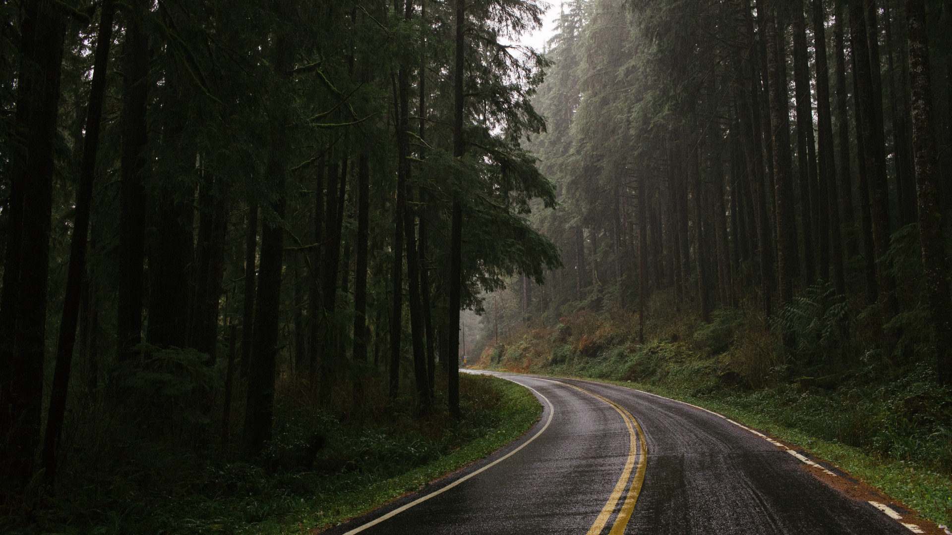 Winding road through a dark, misty forest HD Wallpaper