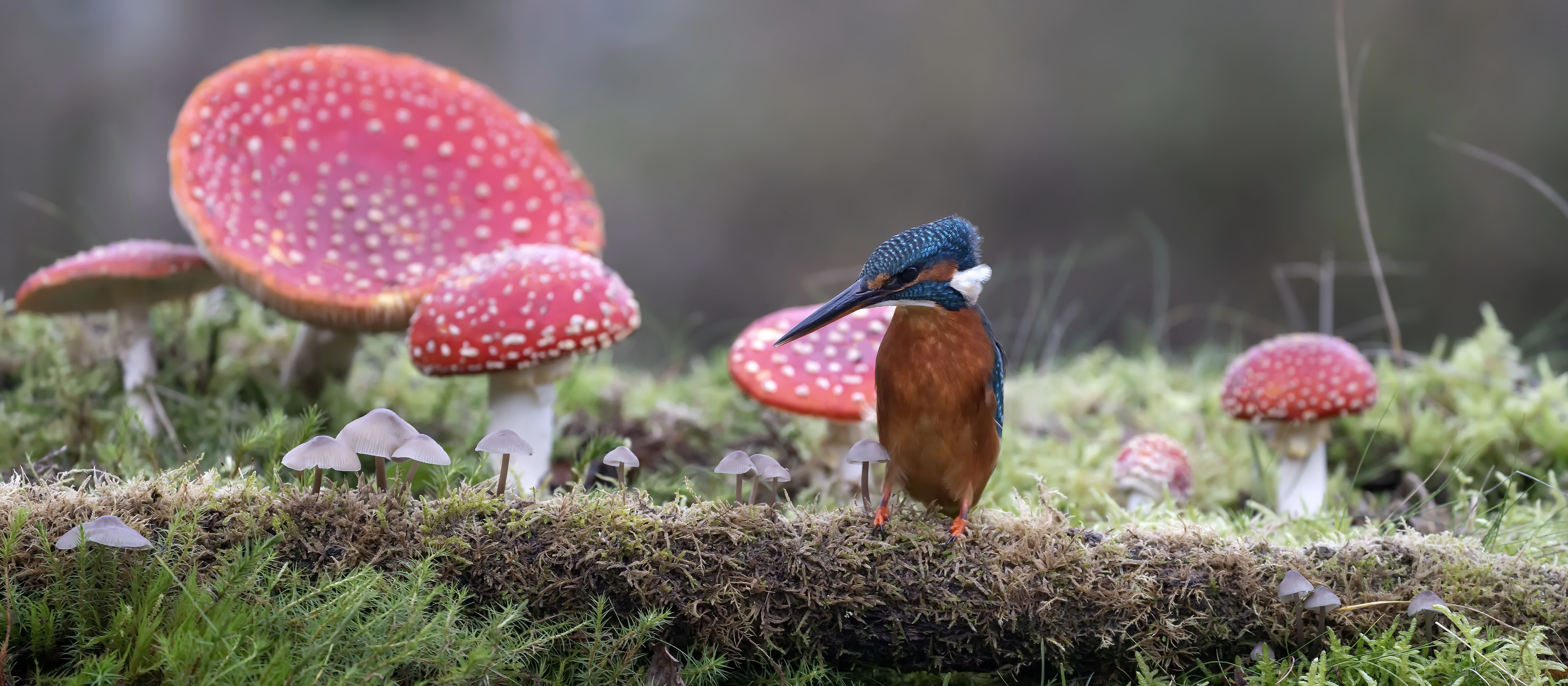 Kingfisher bird on a mossy log with mushrooms HD Wallpaper