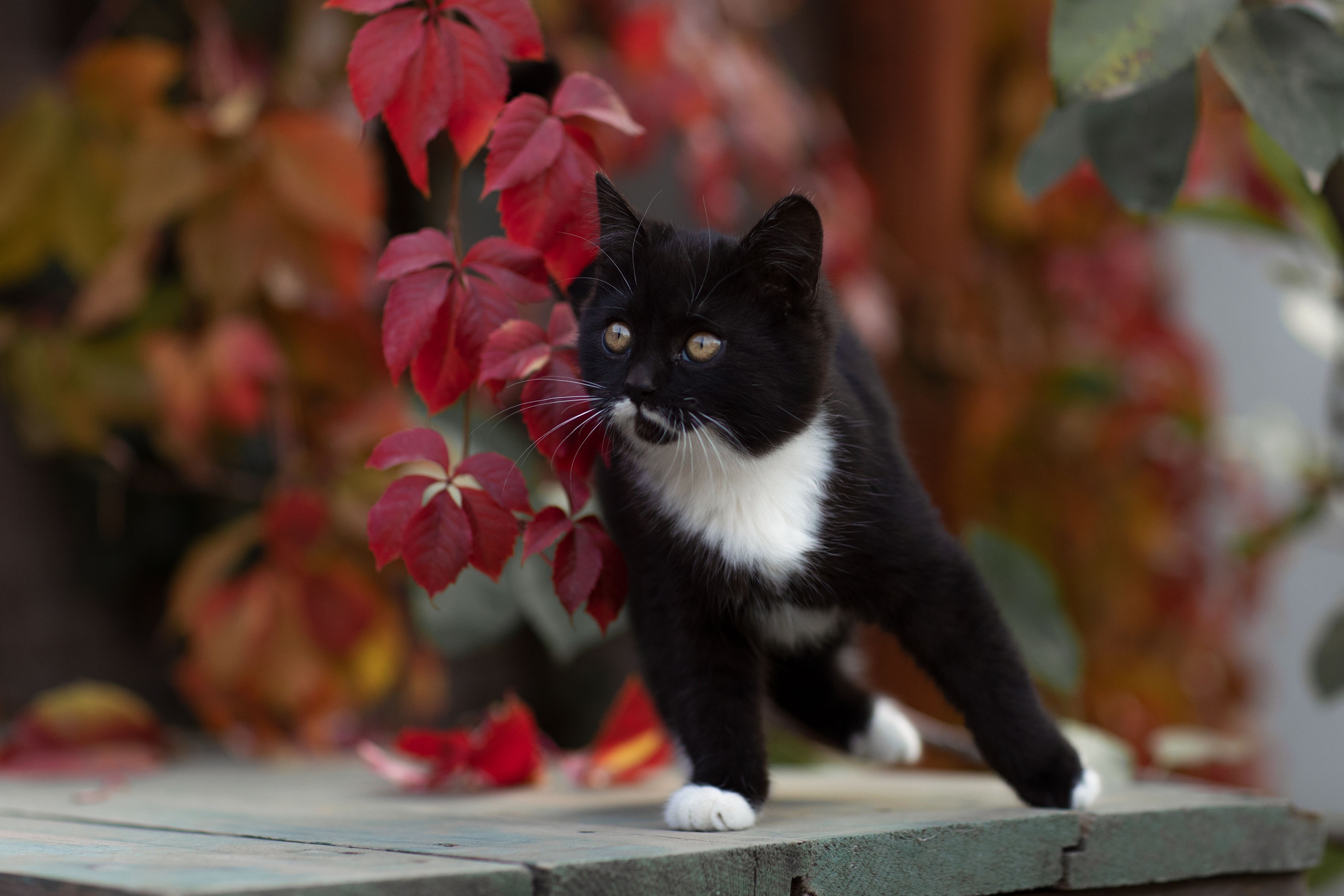 Black and white kitten with red leaves HD Wallpaper