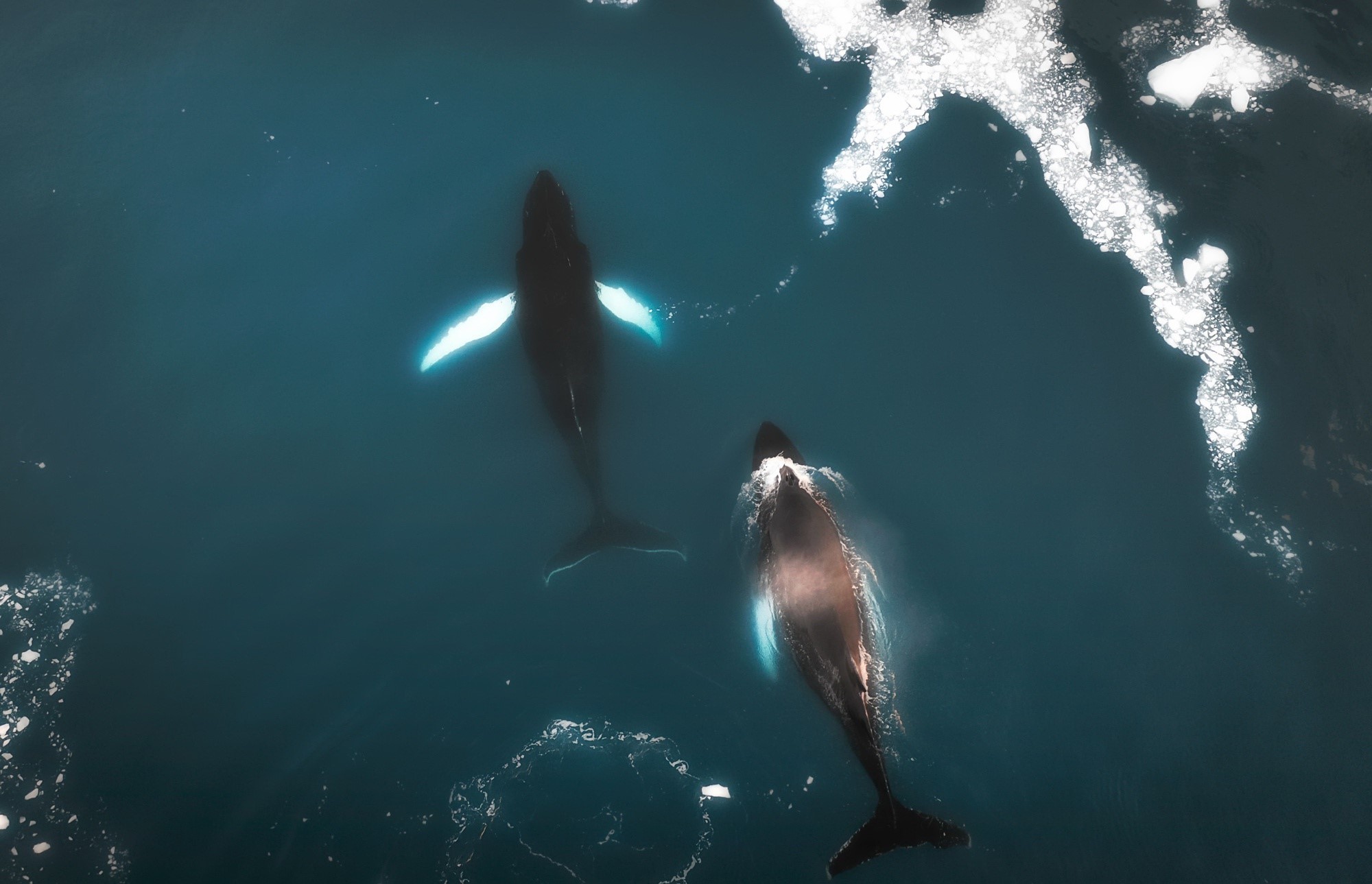 Two whales swimming in the ocean near ice floes HD Wallpaper