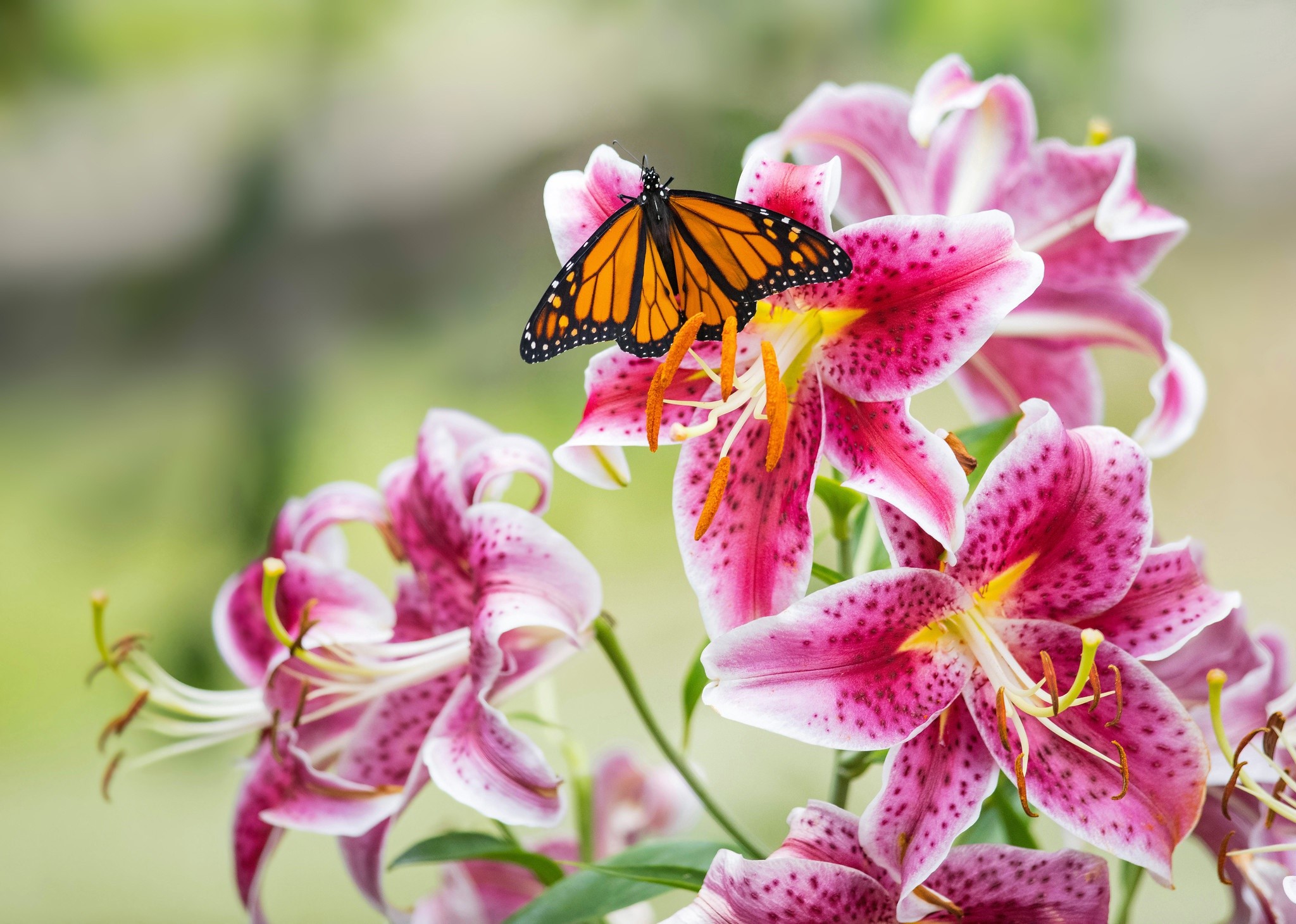 Monarch butterfly on pink lilies HD Wallpaper