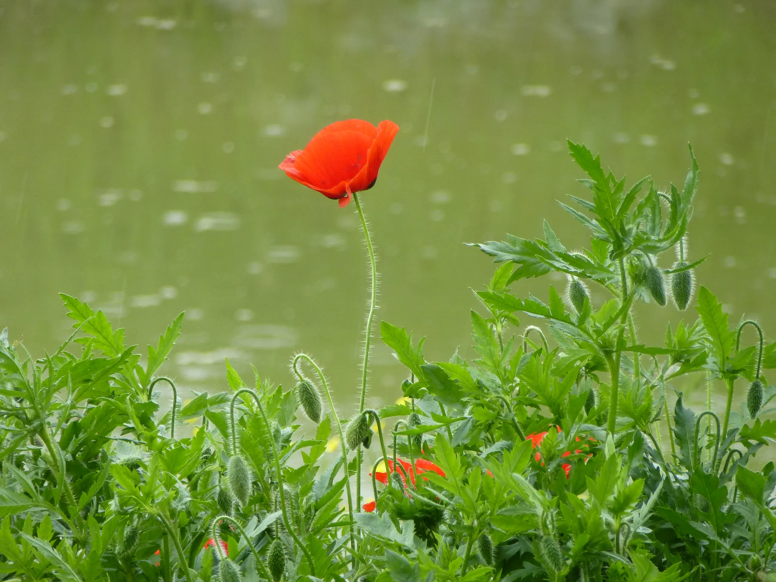 Red poppy flower in the rain near a pond HD Wallpaper