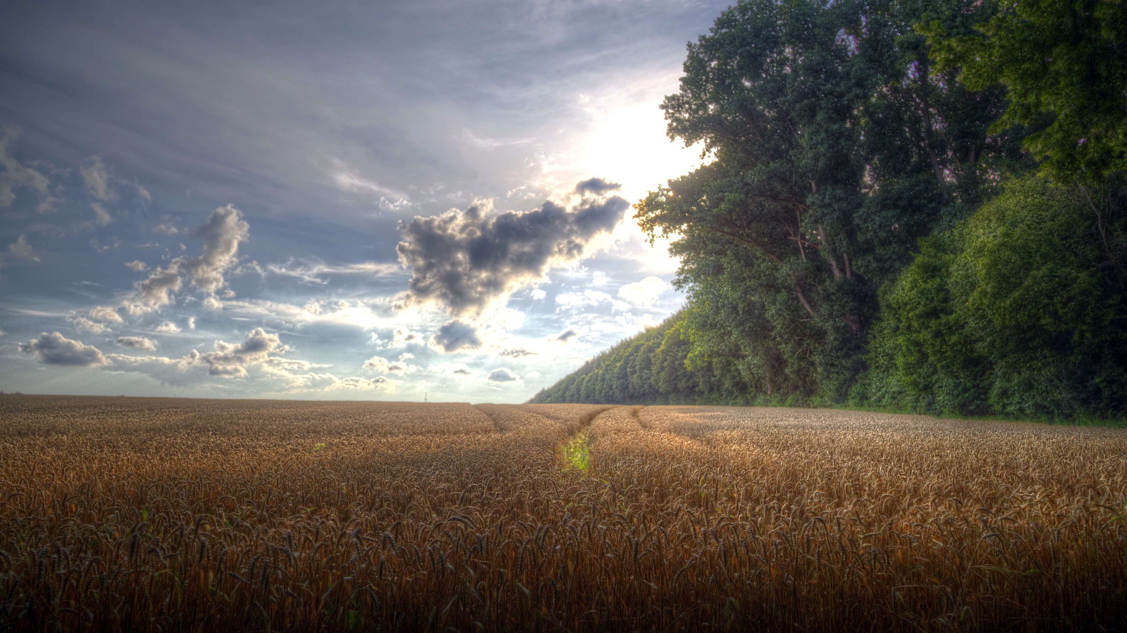 Wheat field with trees and sky HD Wallpaper