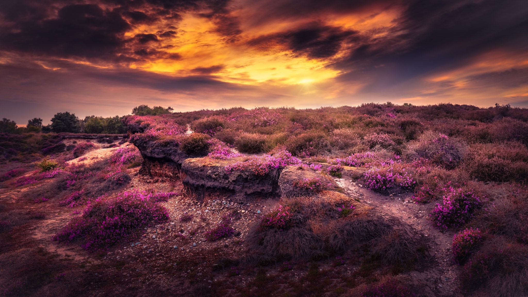 Heather field under dramatic sunset sky HD Wallpaper