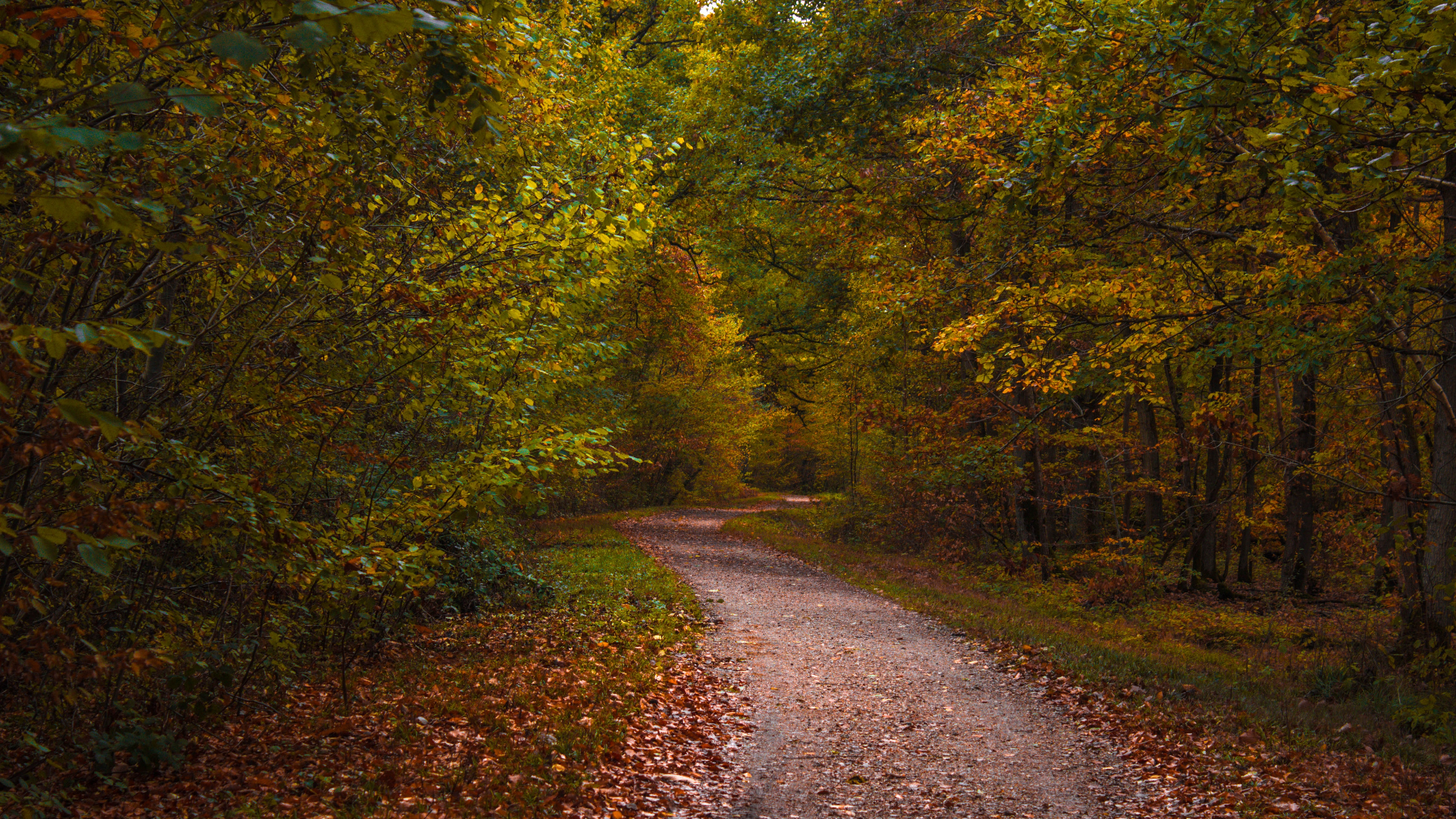 A winding dirt path through an autumn forest HD Wallpaper