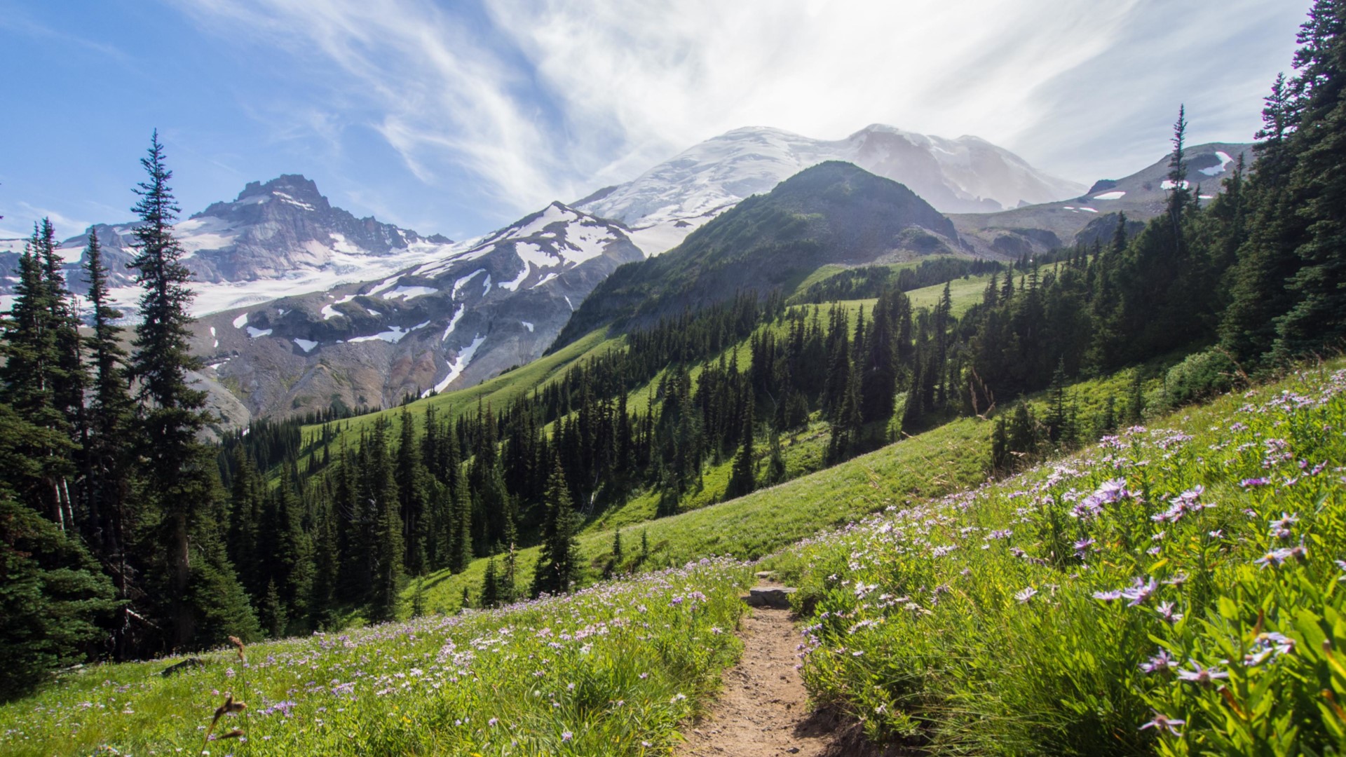 Mountain landscape with wildflowers and pine trees HD Wallpaper