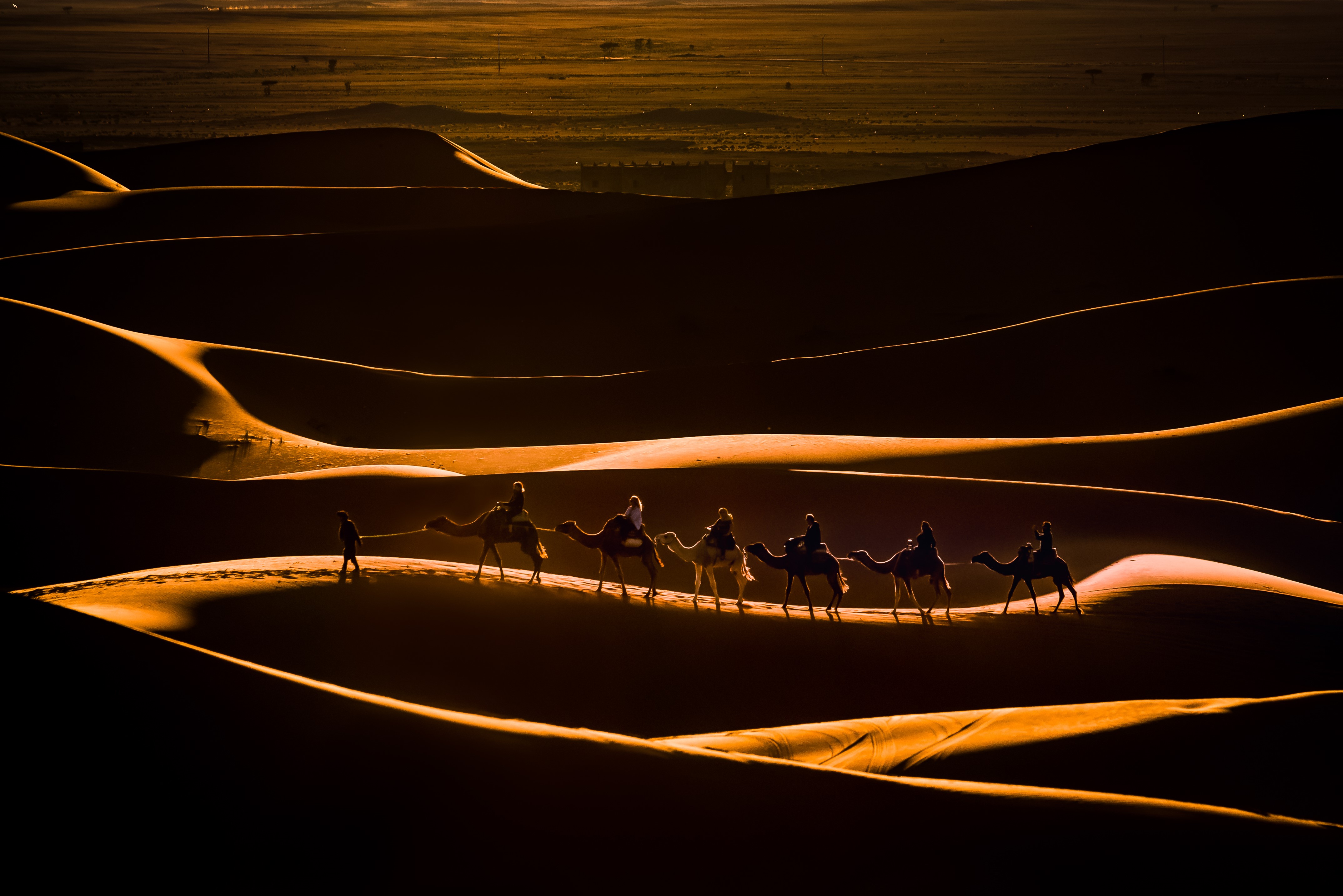 Camel caravan at sunset in the desert HD Wallpaper