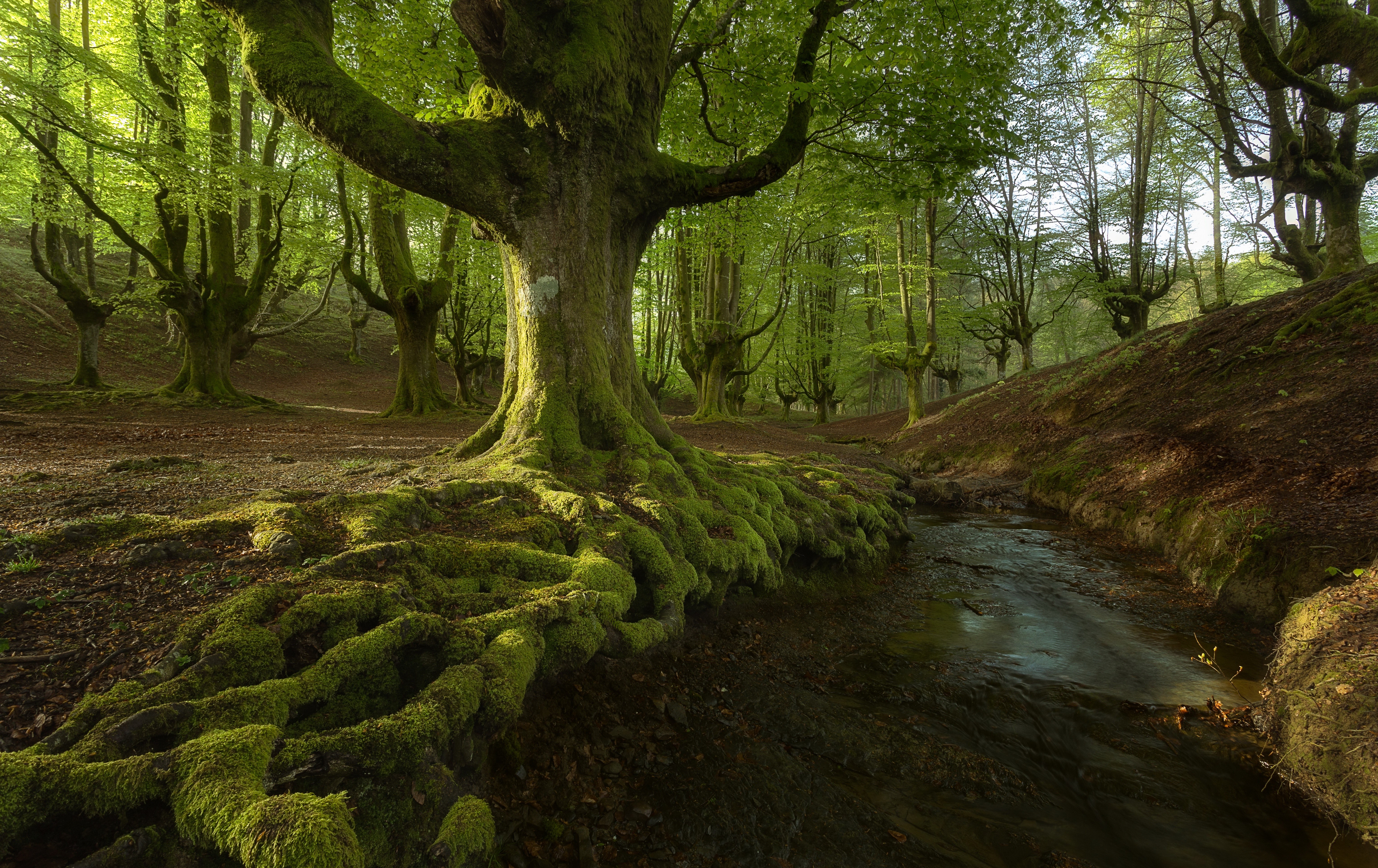 Mossy forest with a stream and large trees HD Wallpaper