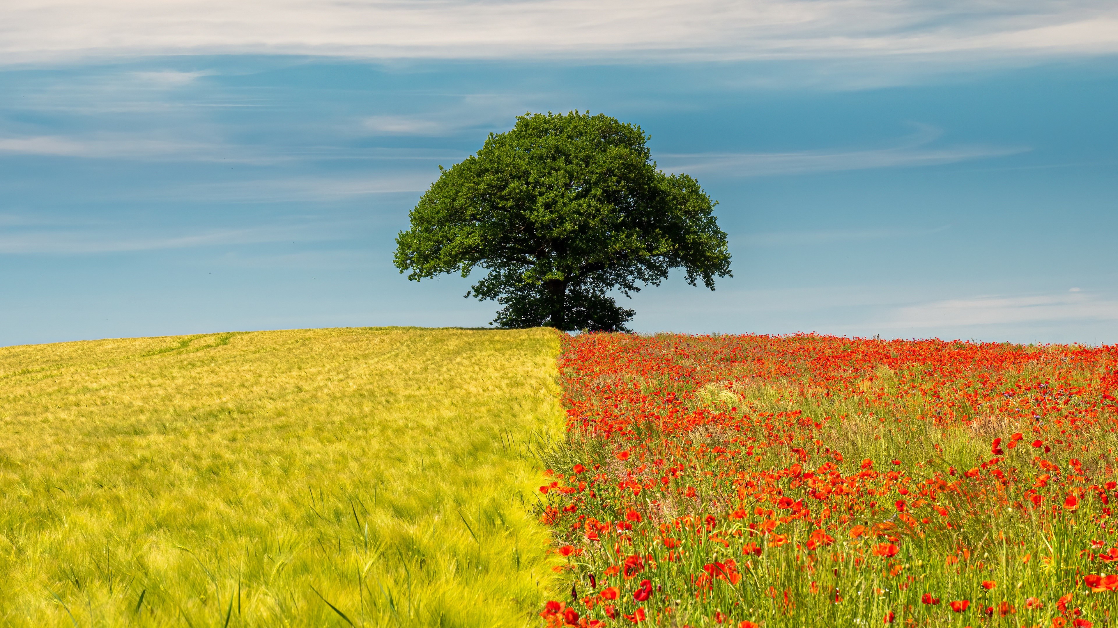 Tree in a field of wheat and poppies HD Wallpaper