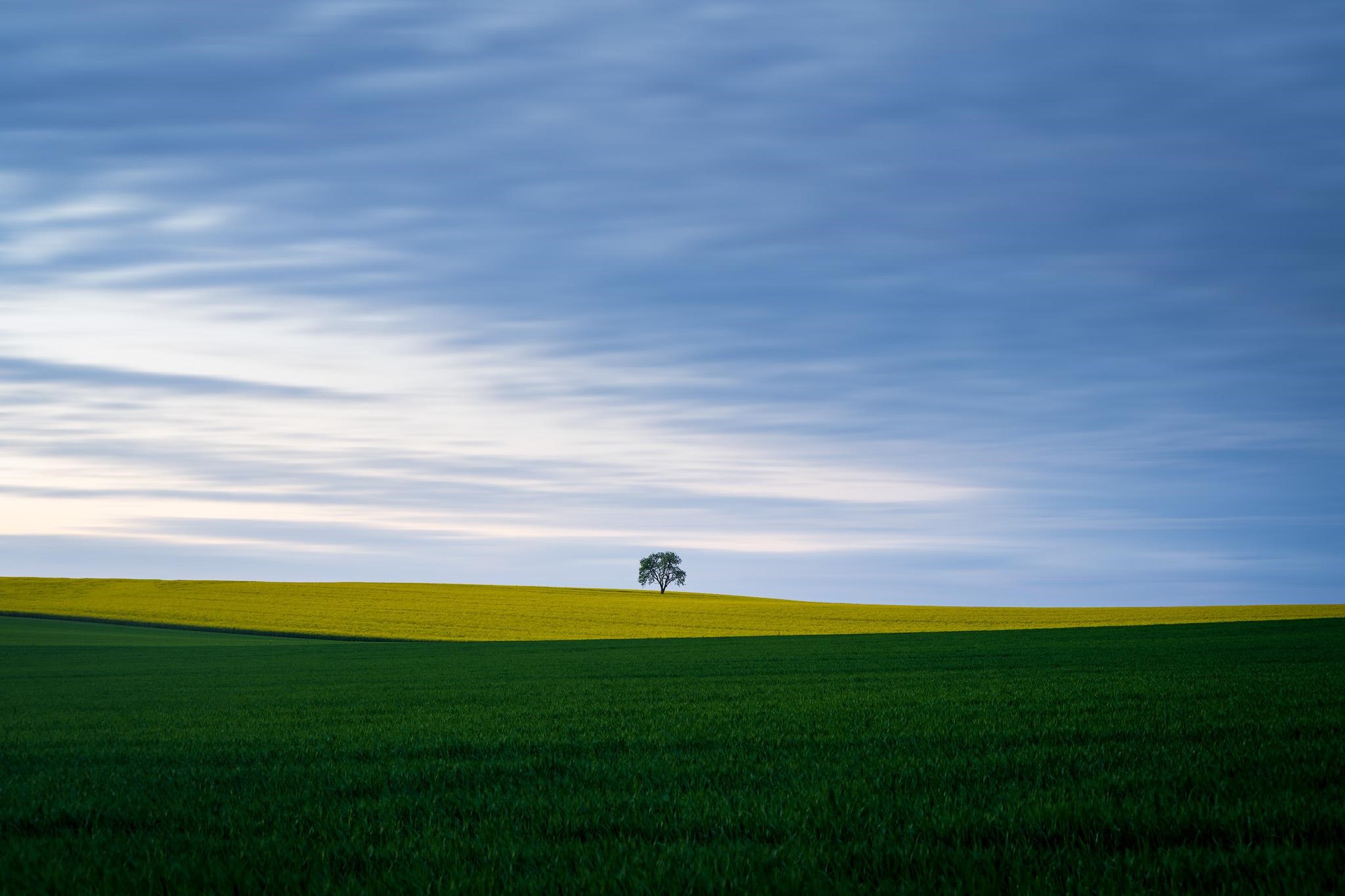 Lone tree in a field under a cloudy sky HD Wallpaper
