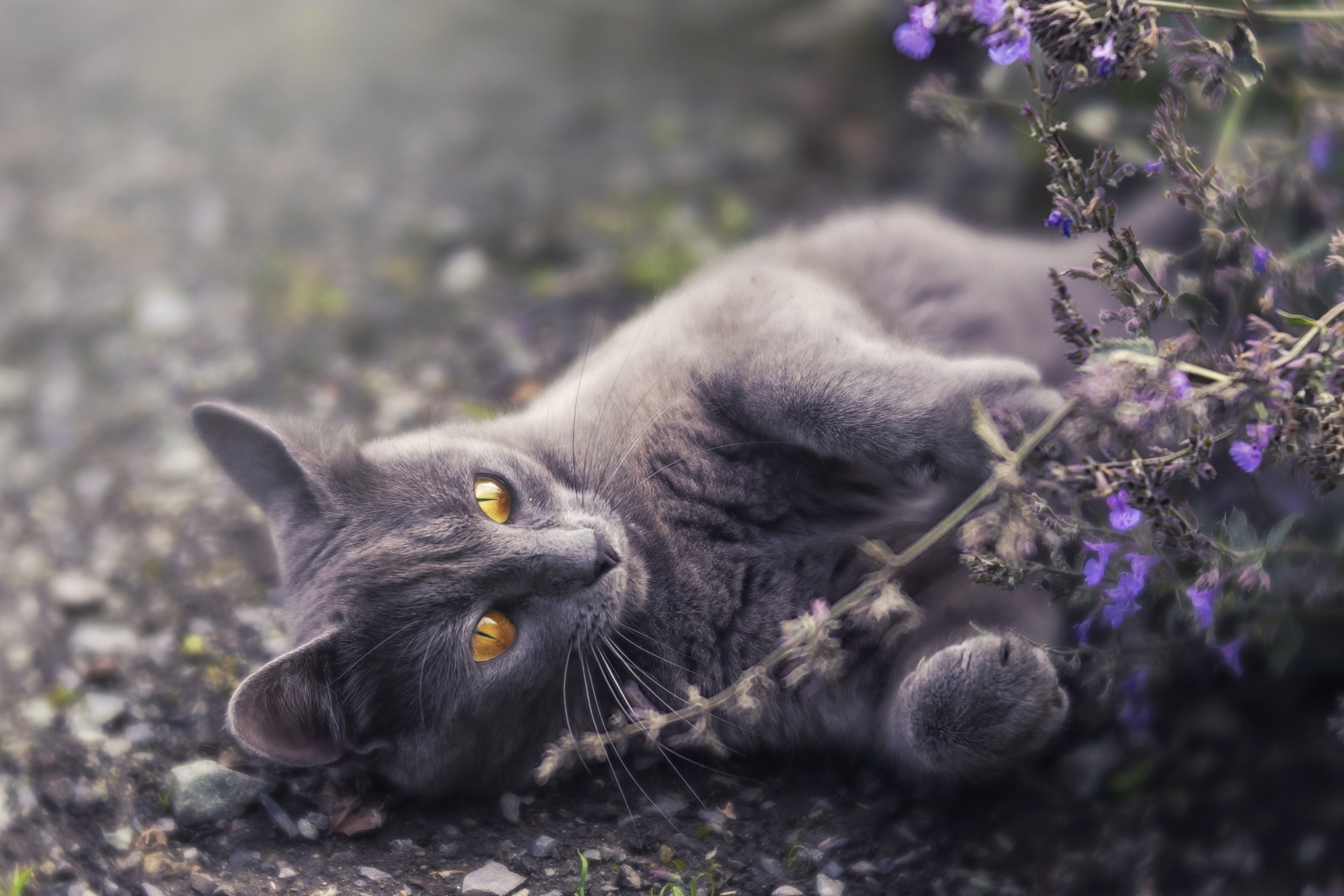Gray cat lying on the ground near purple flowers HD Wallpaper