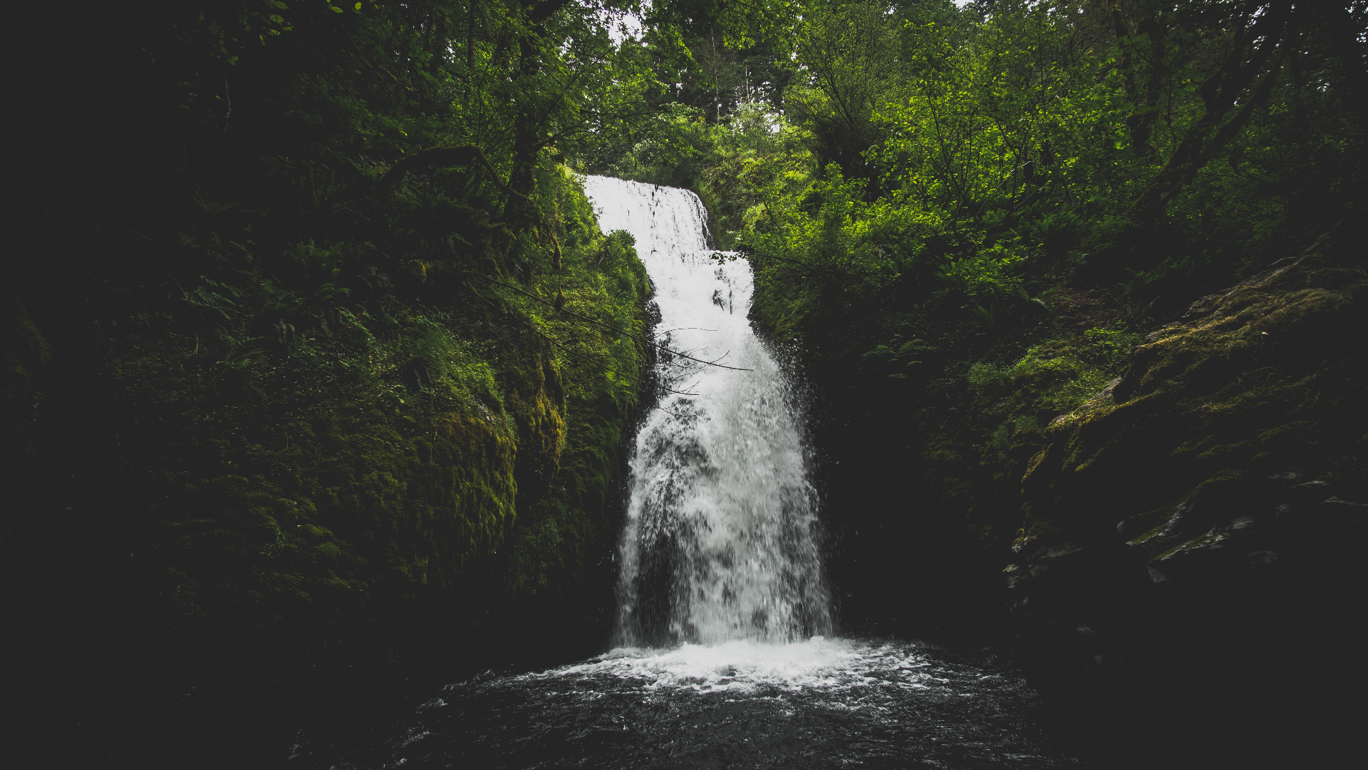 Waterfall in a lush green forest with mossy rocks HD Wallpaper