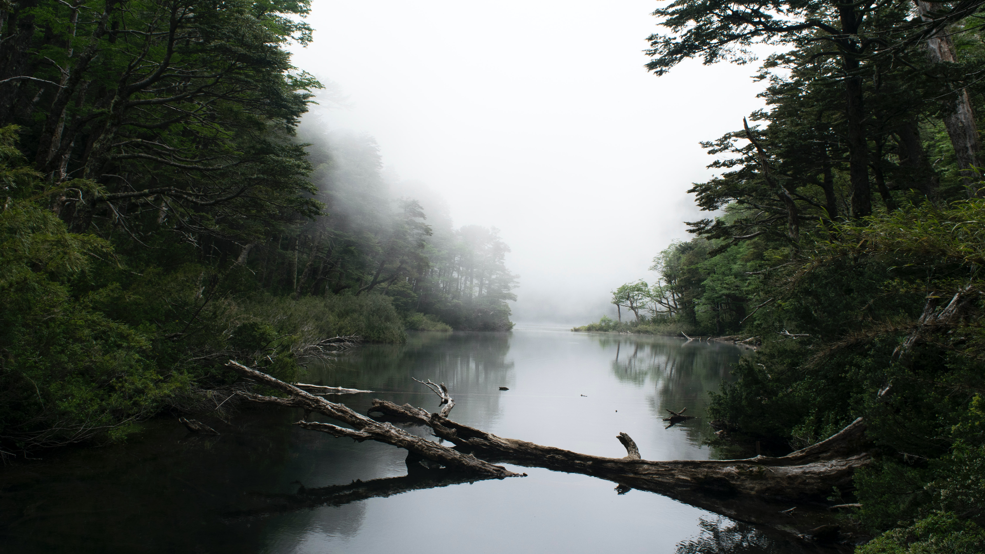 Misty forest river with fallen tree HD Wallpaper