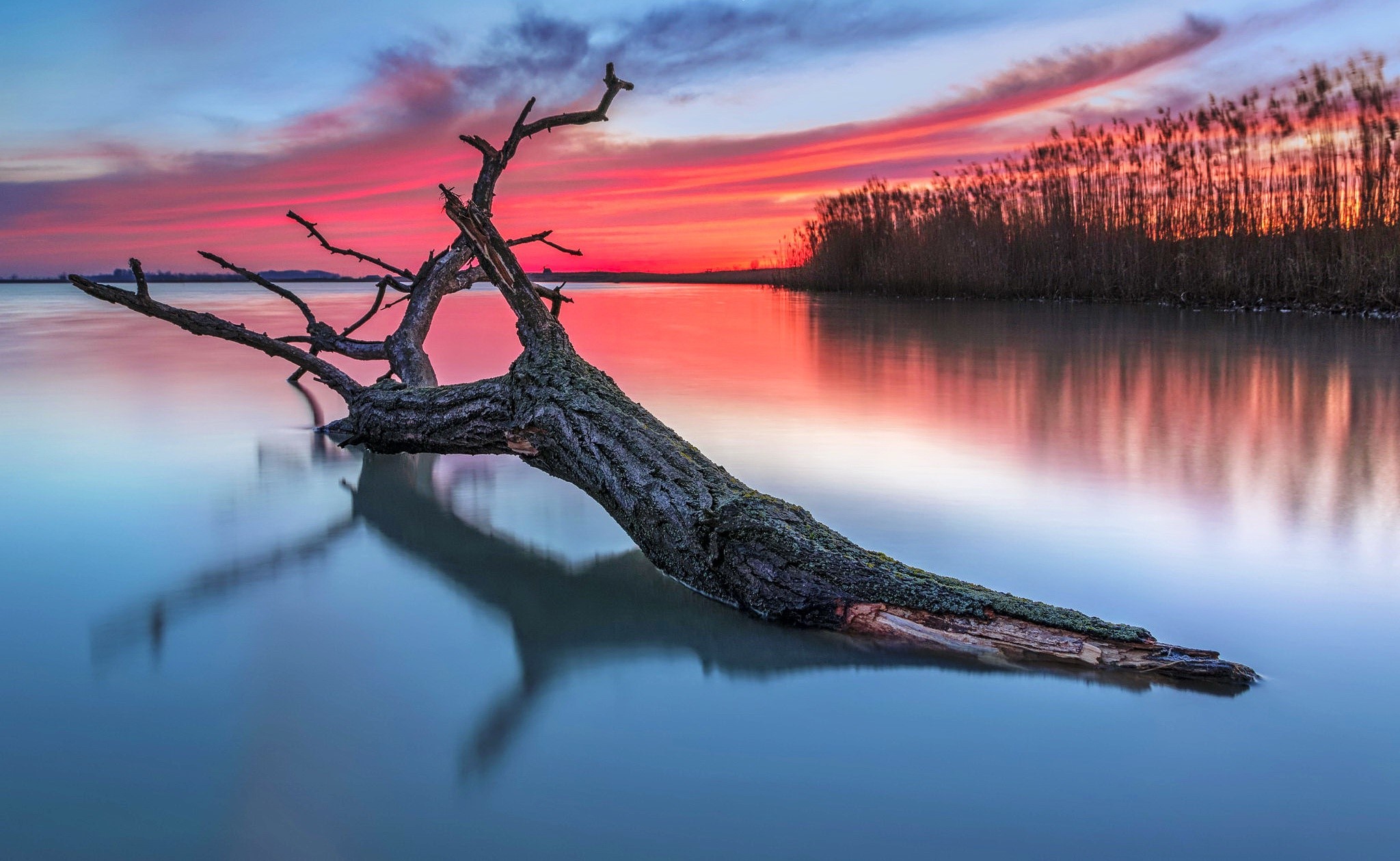 Dead tree in water at sunset HD Wallpaper