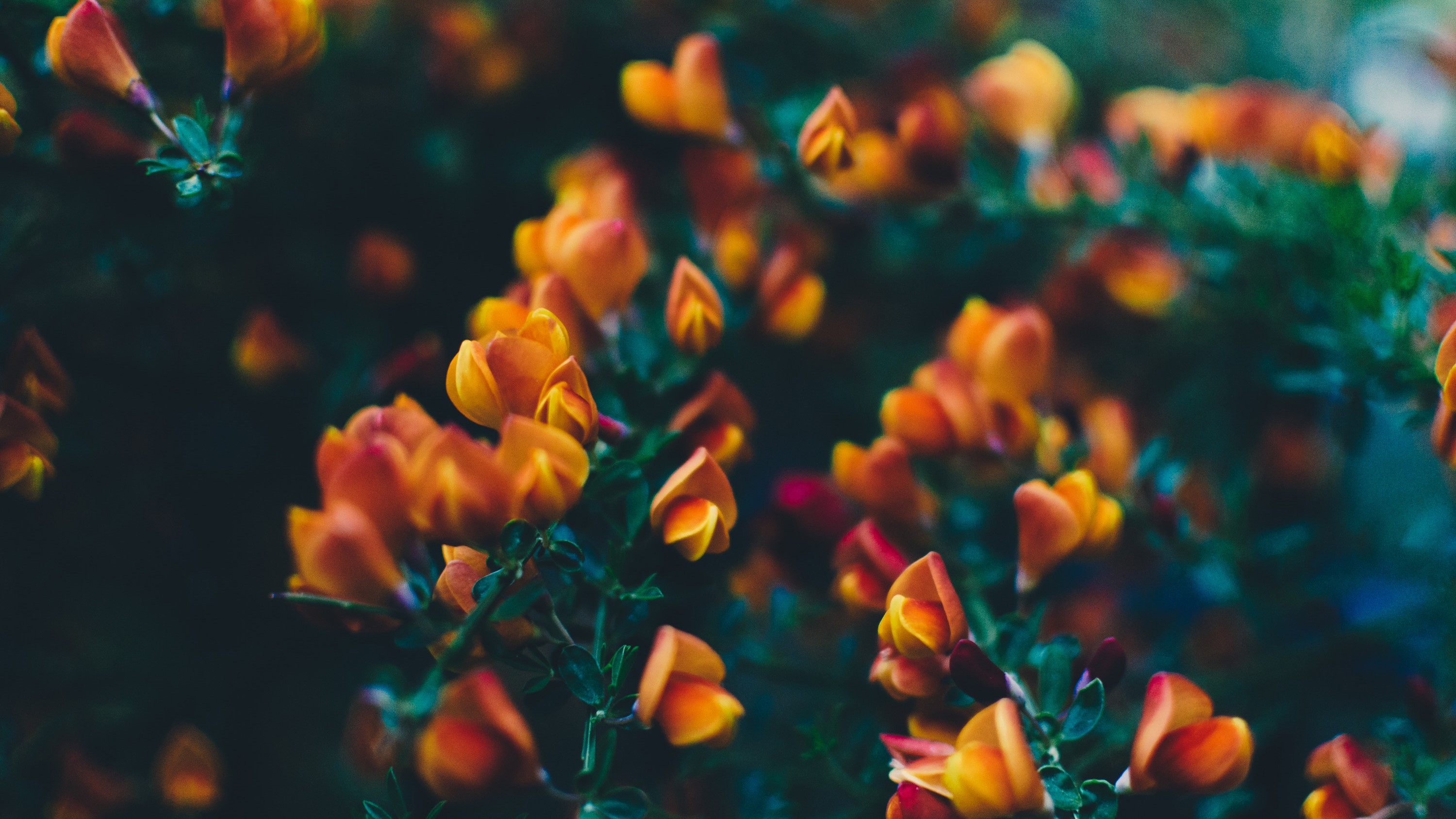 Orange flowers with shallow depth of field HD Wallpaper