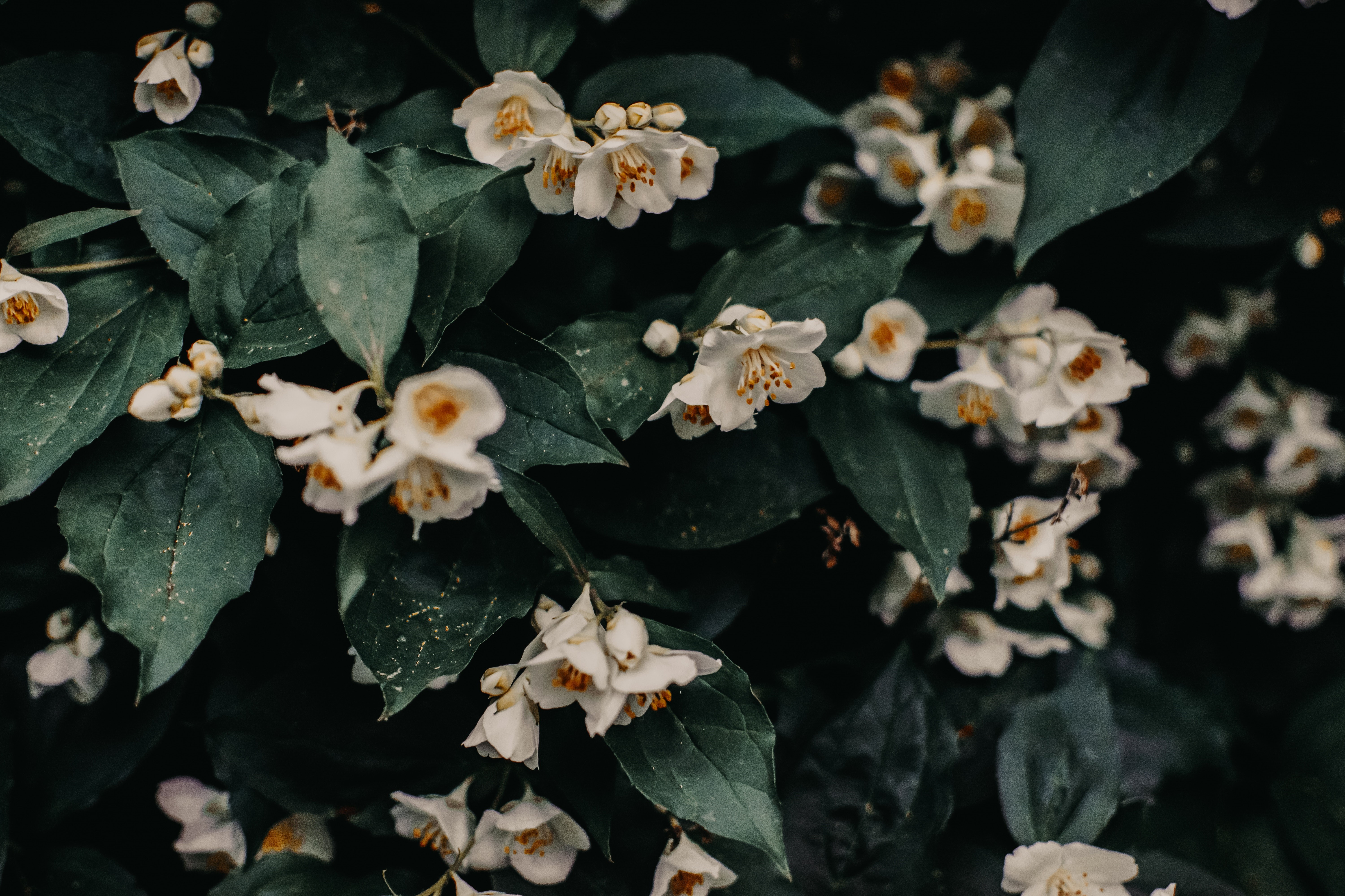 White jasmine flowers with green leaves HD Wallpaper